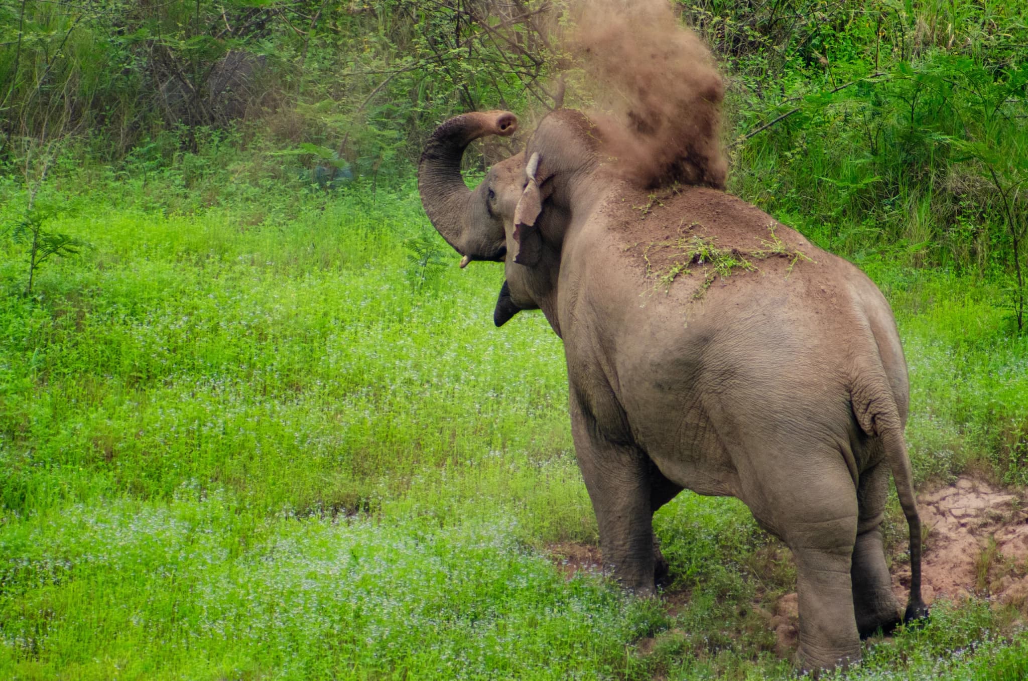 Asian Elephant