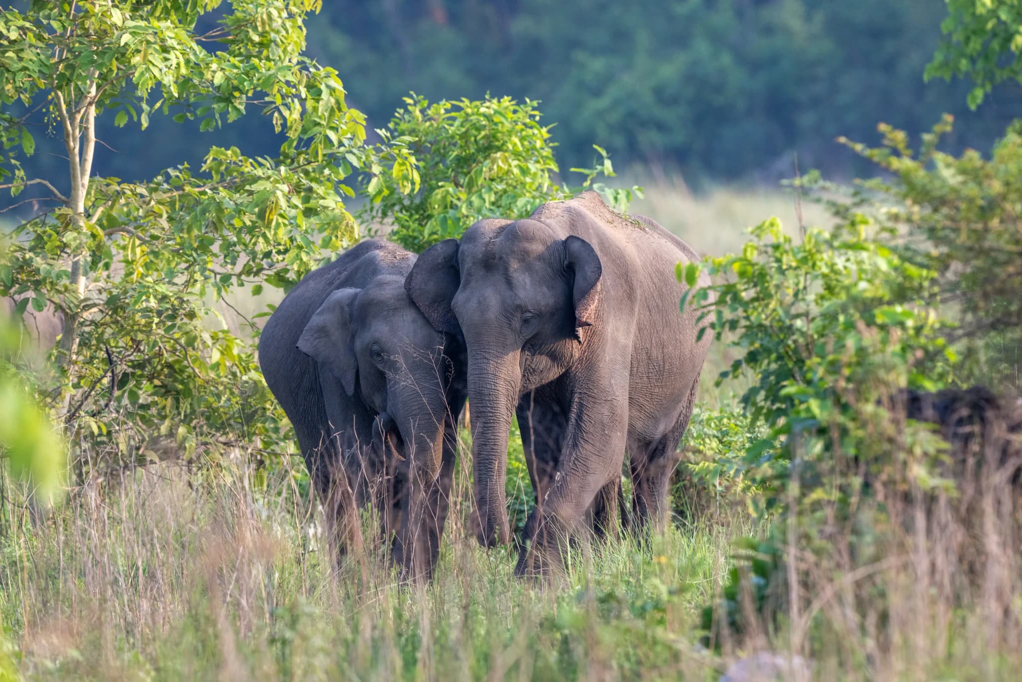 Asian Elephant