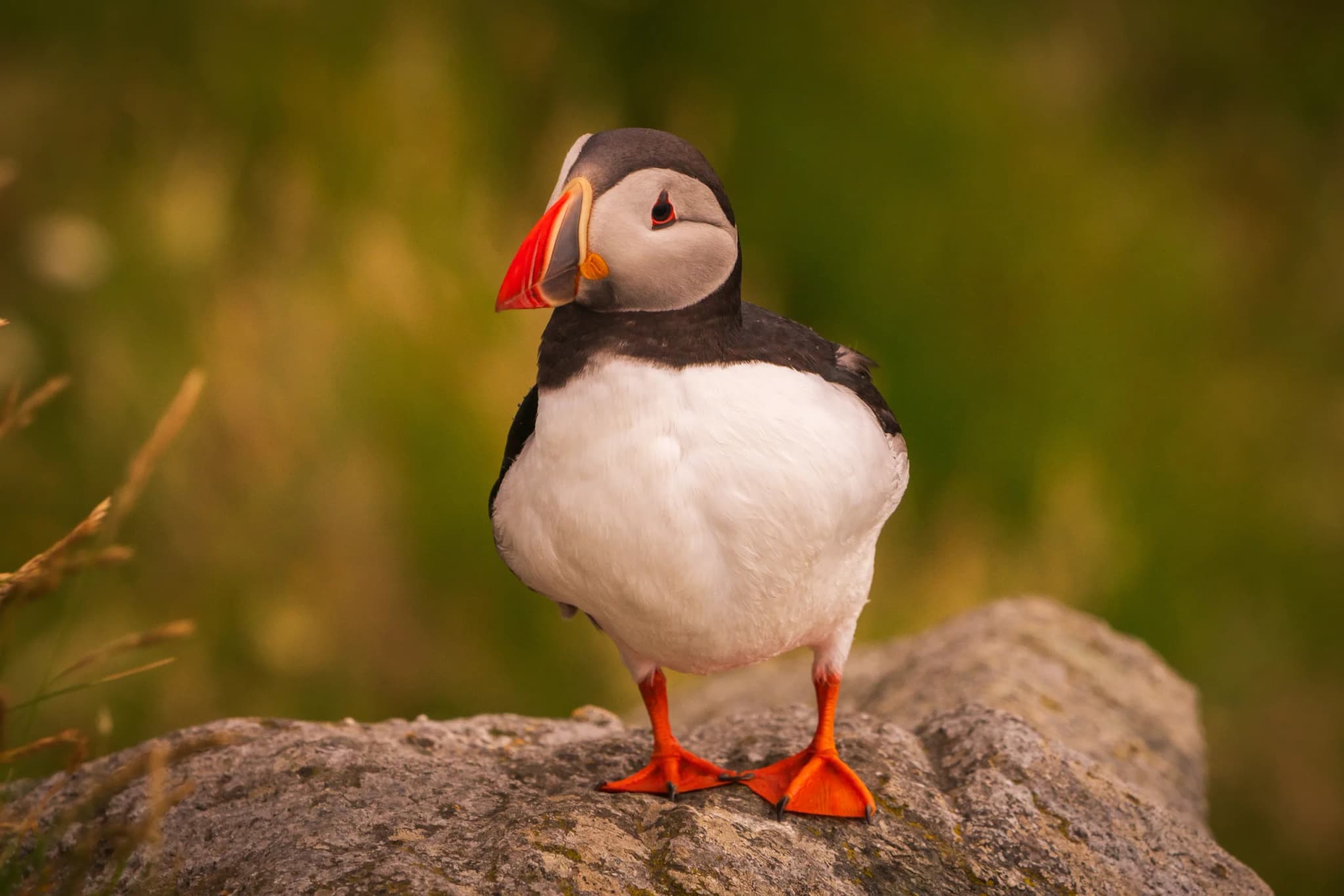 Atlantic Puffin