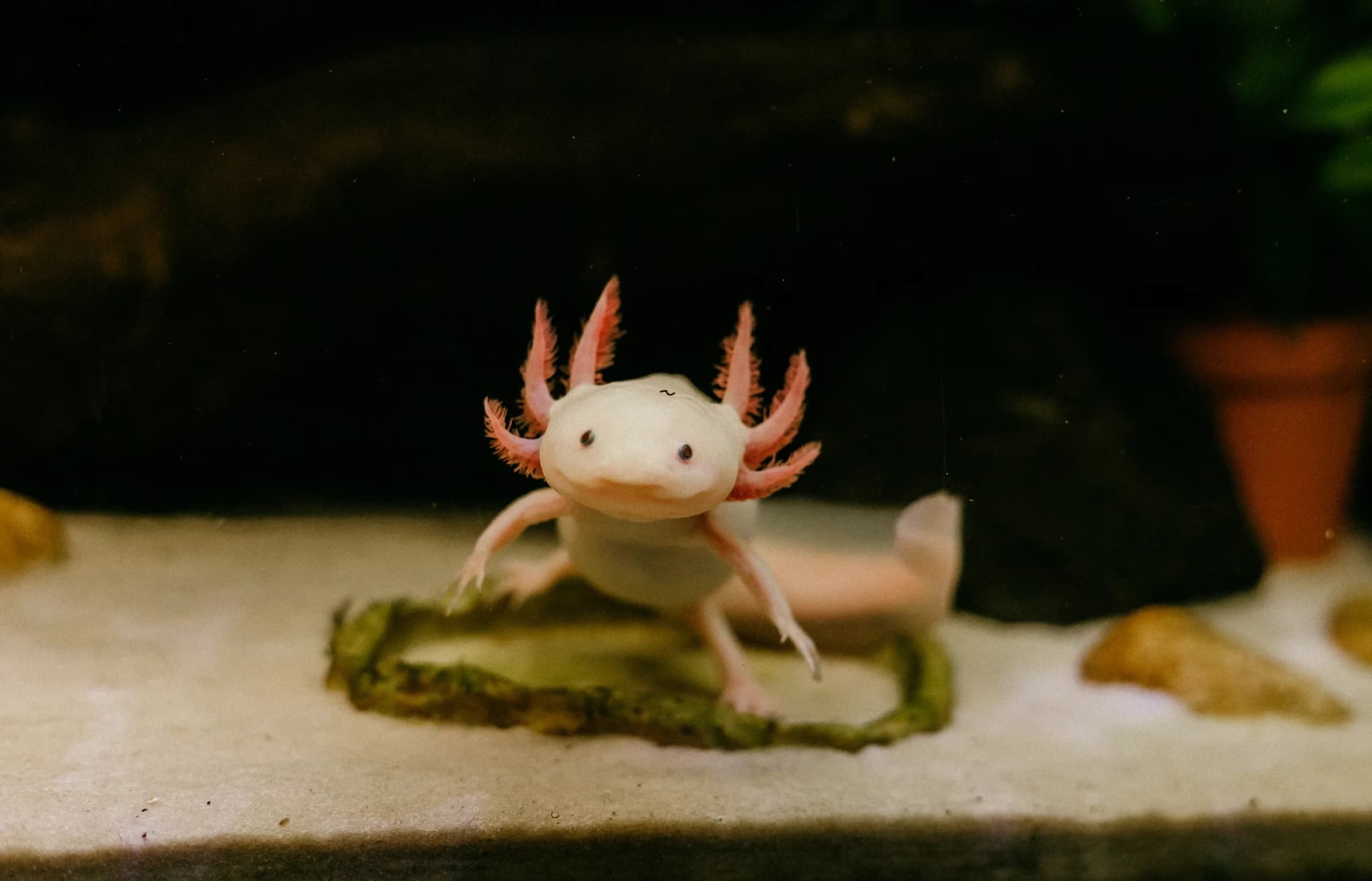 Axolotl