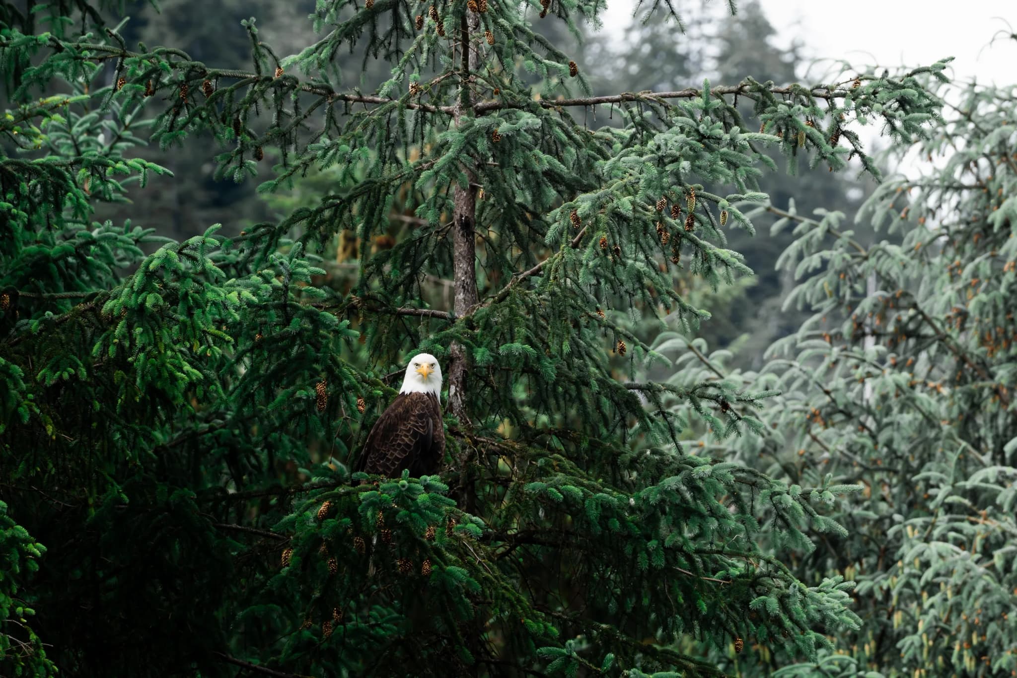 Bald Eagle