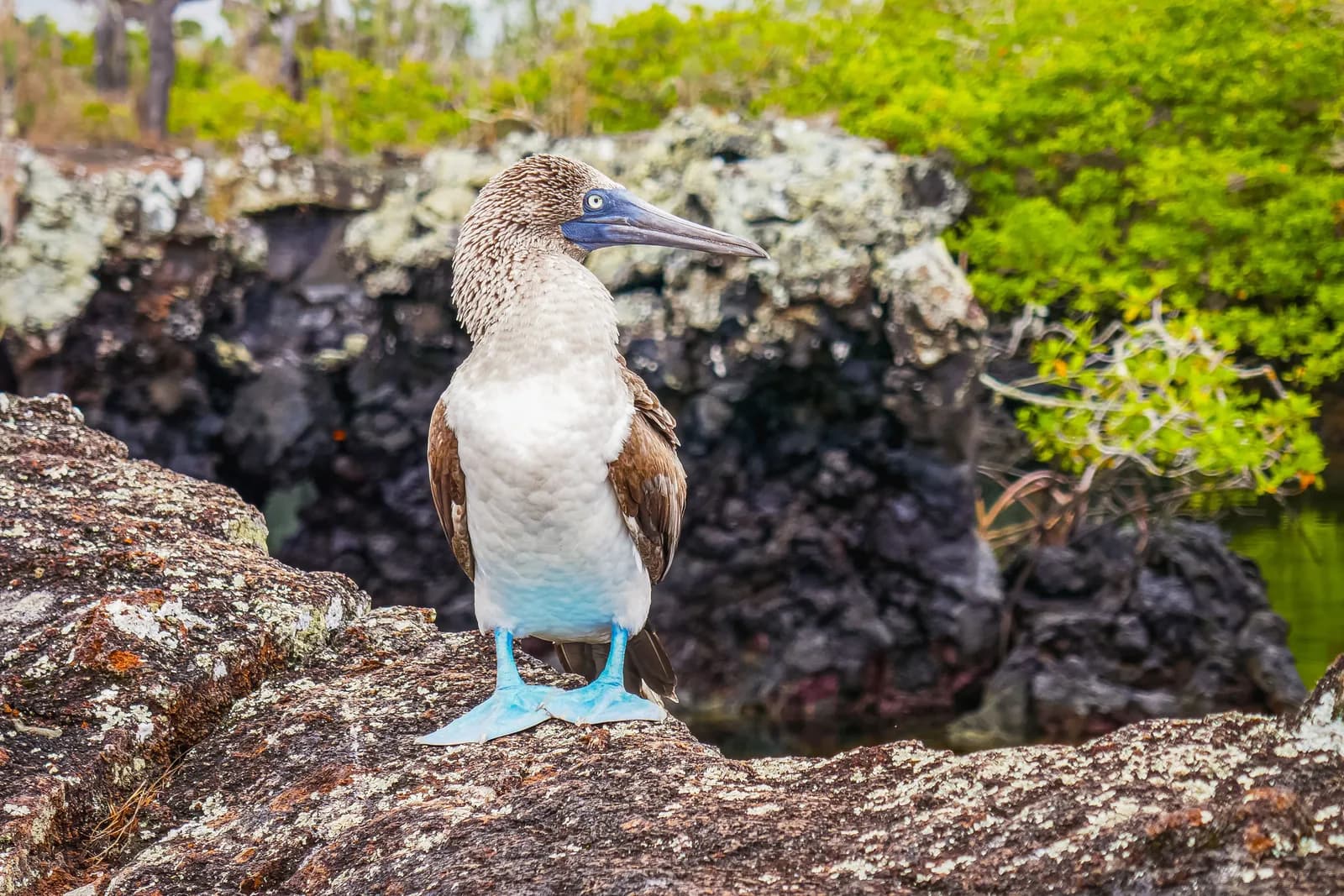Blue-footed Booby