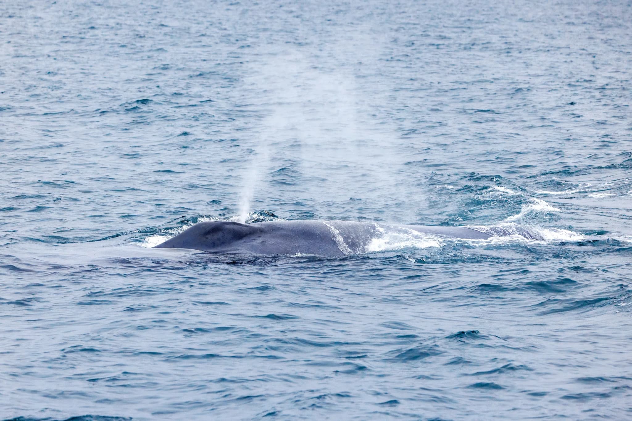 Blue Whale