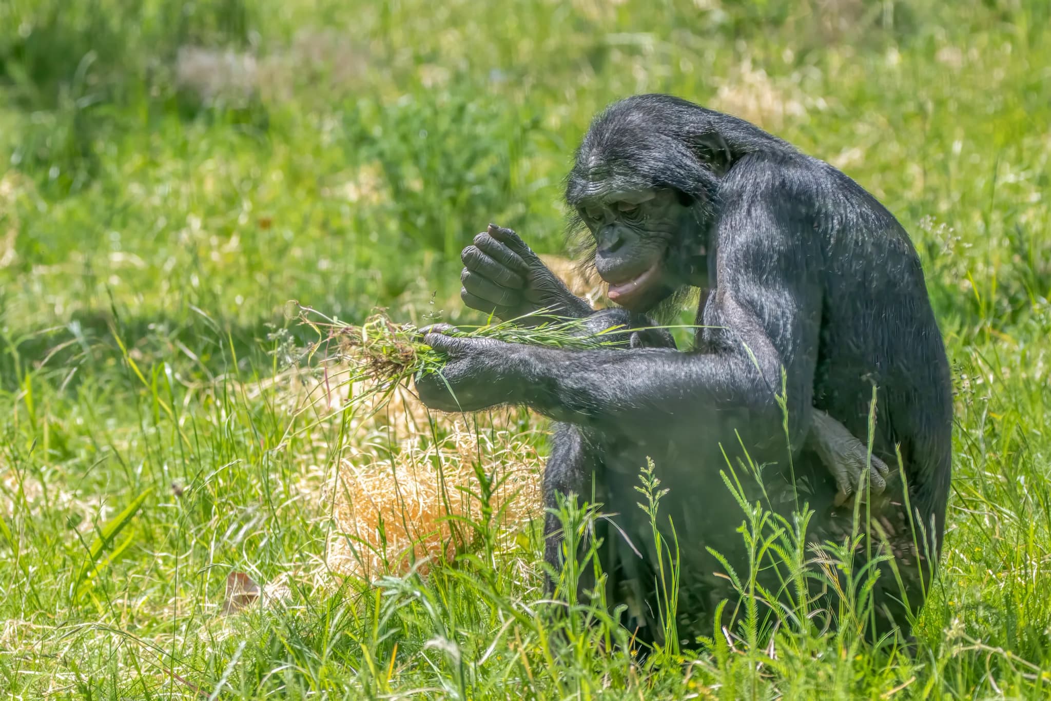 Bonobo