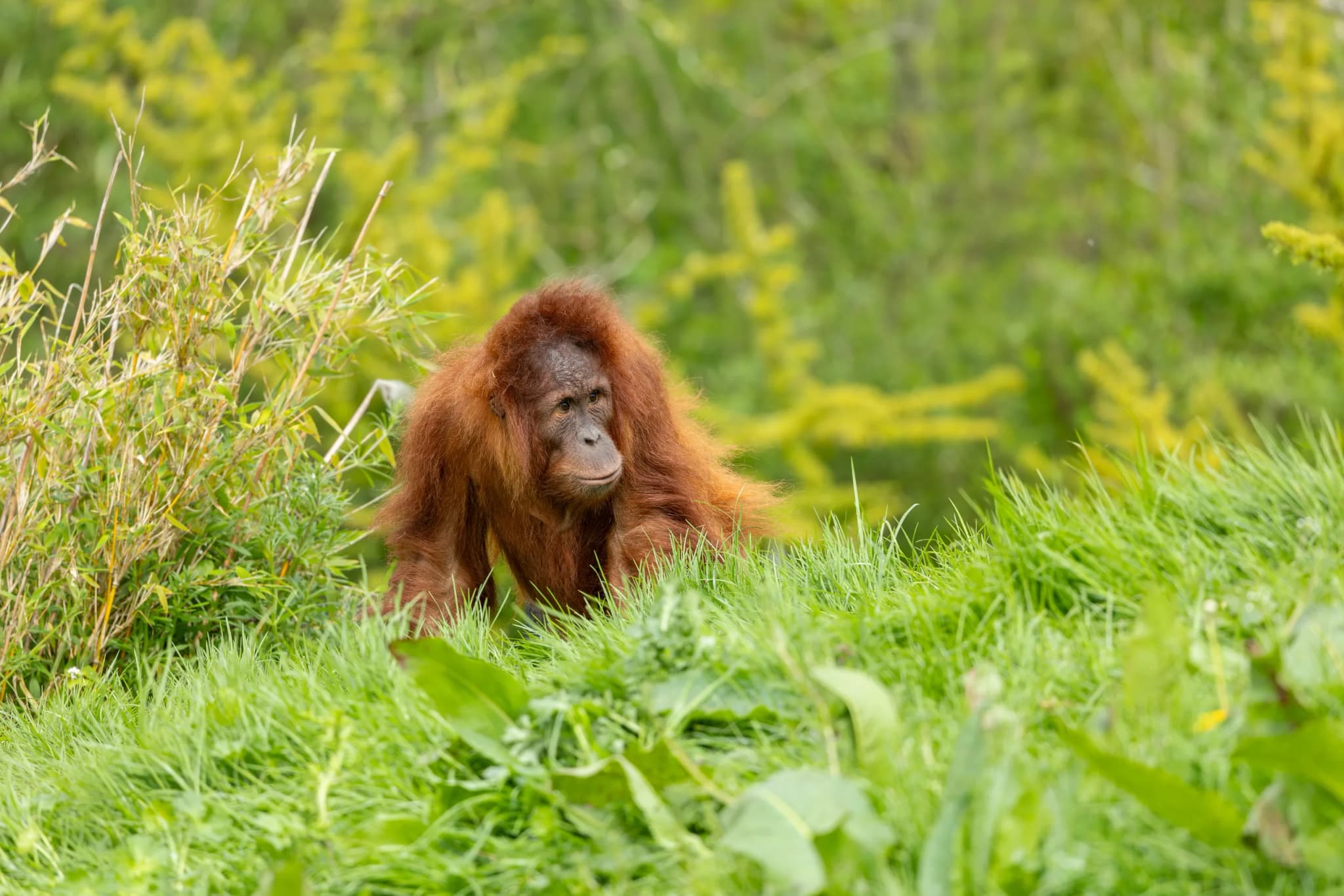 Bornean Orangutan