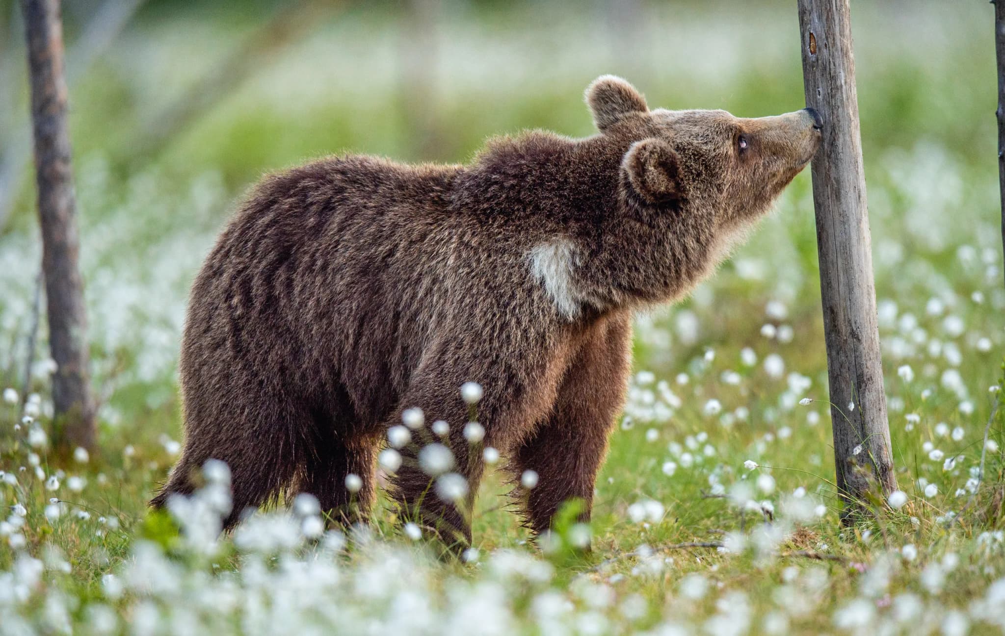 Brown Bear