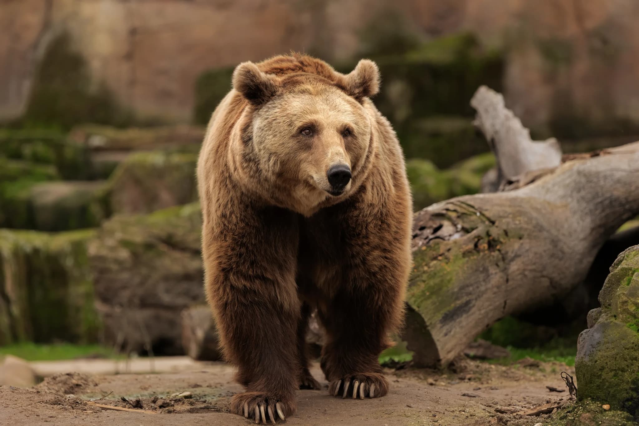 Brown Bear