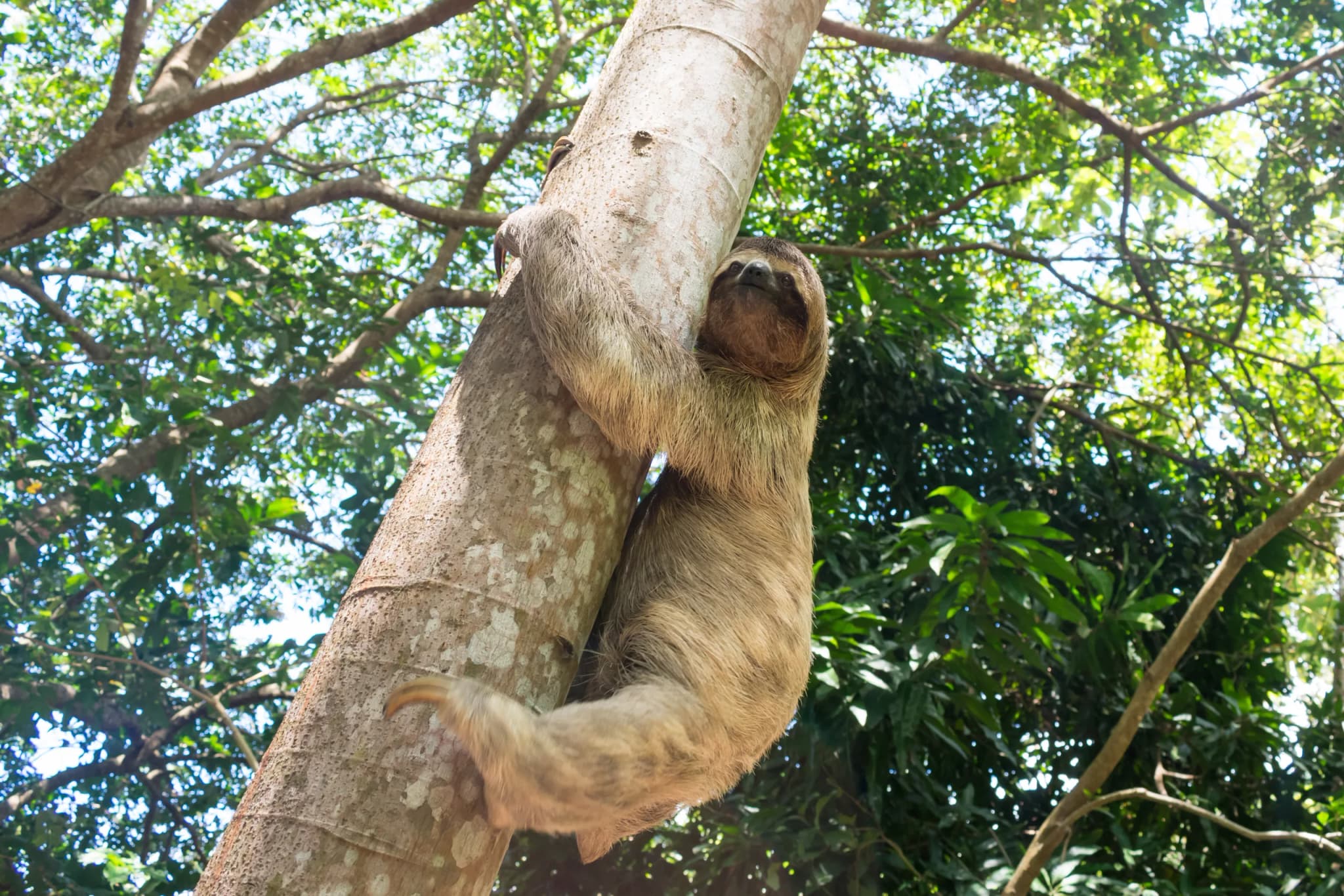 Brown-throated Sloth