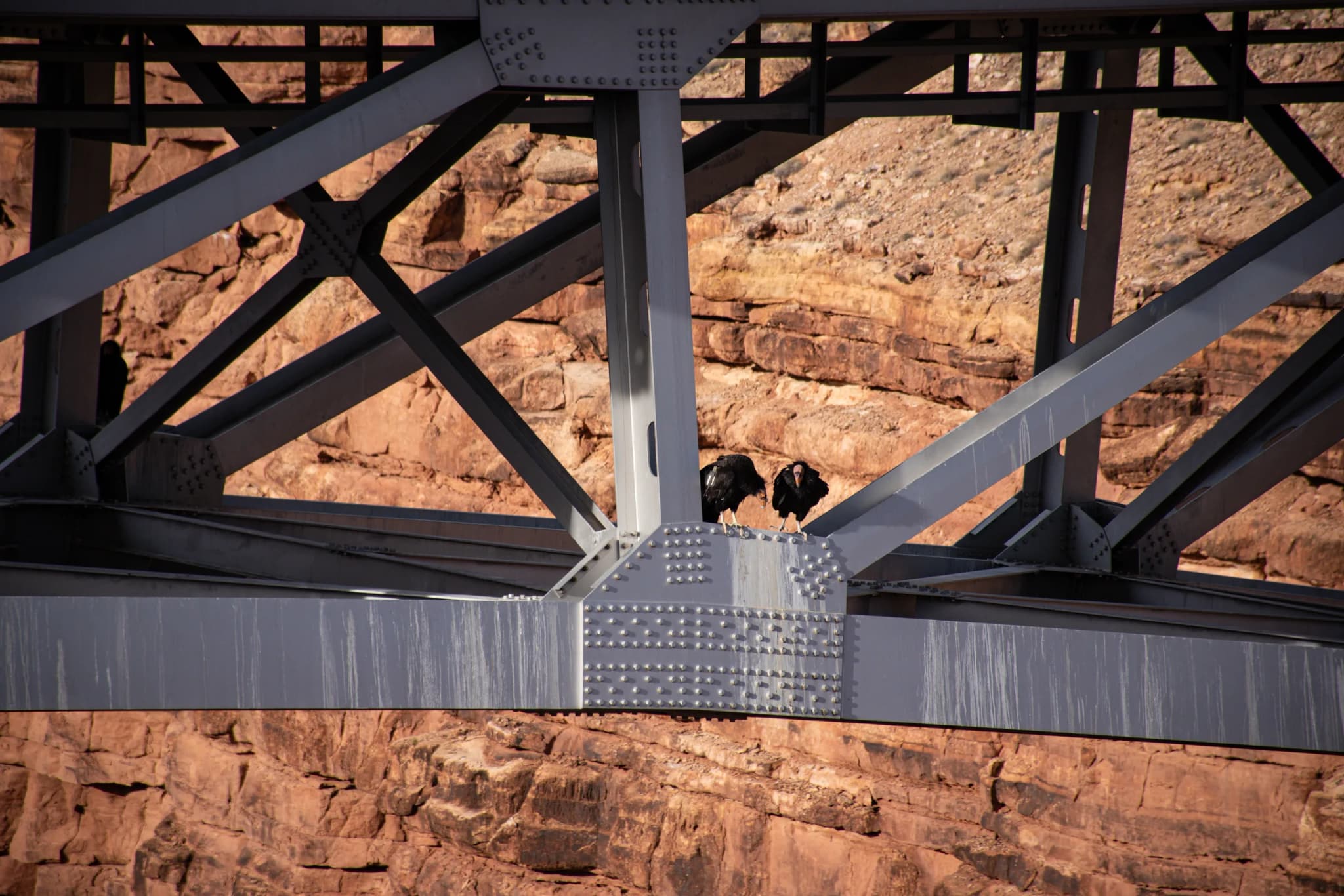 California Condor