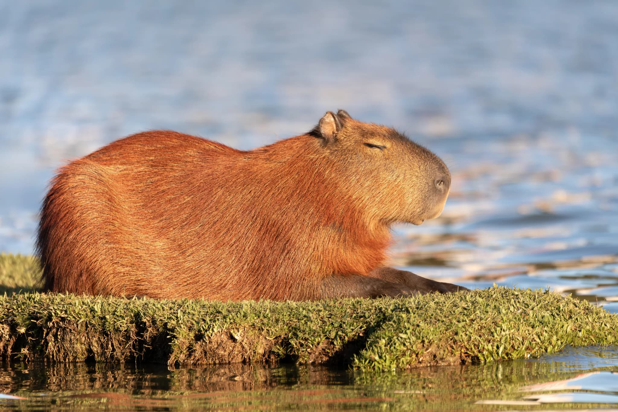 Capybara