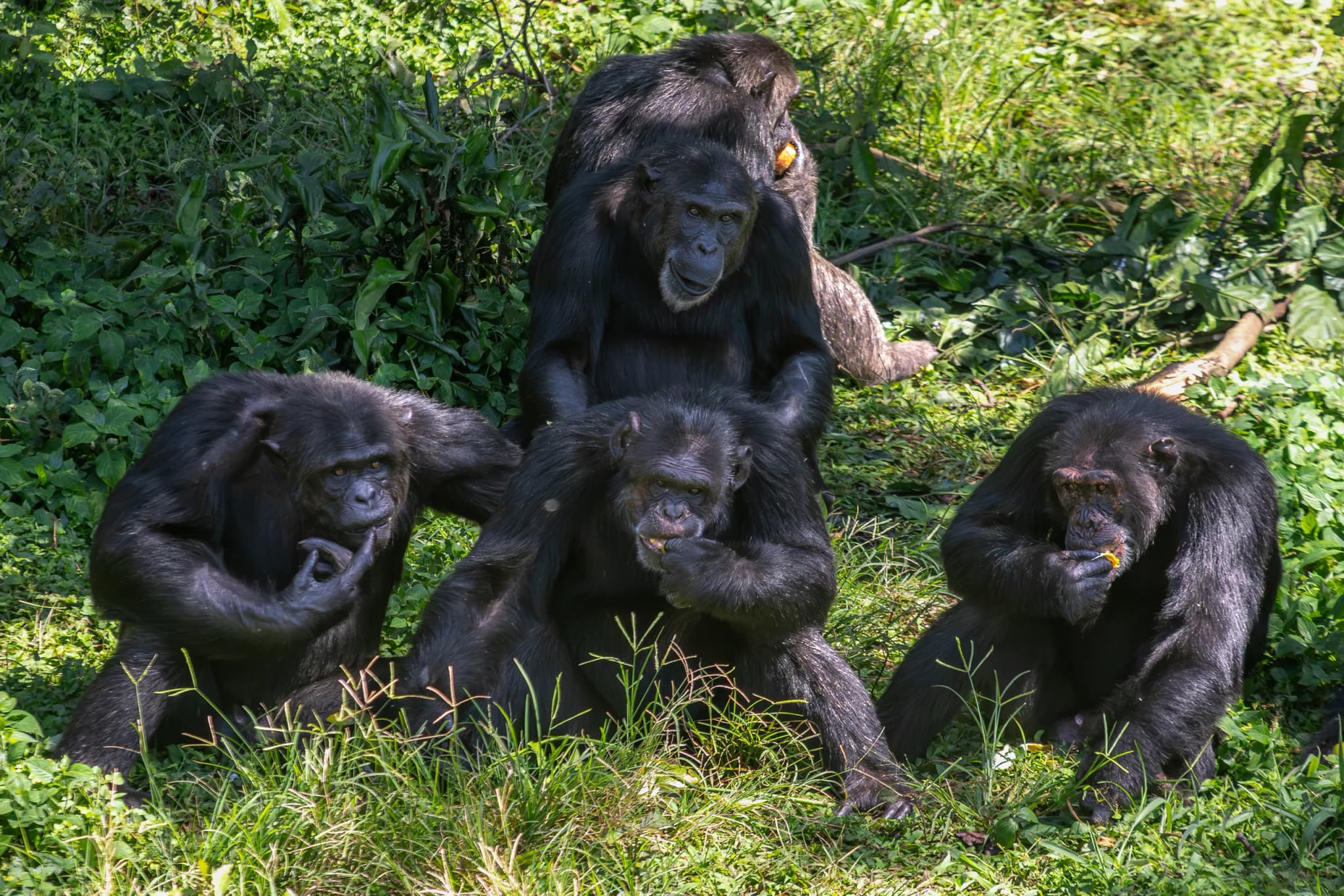 Chimpanzee