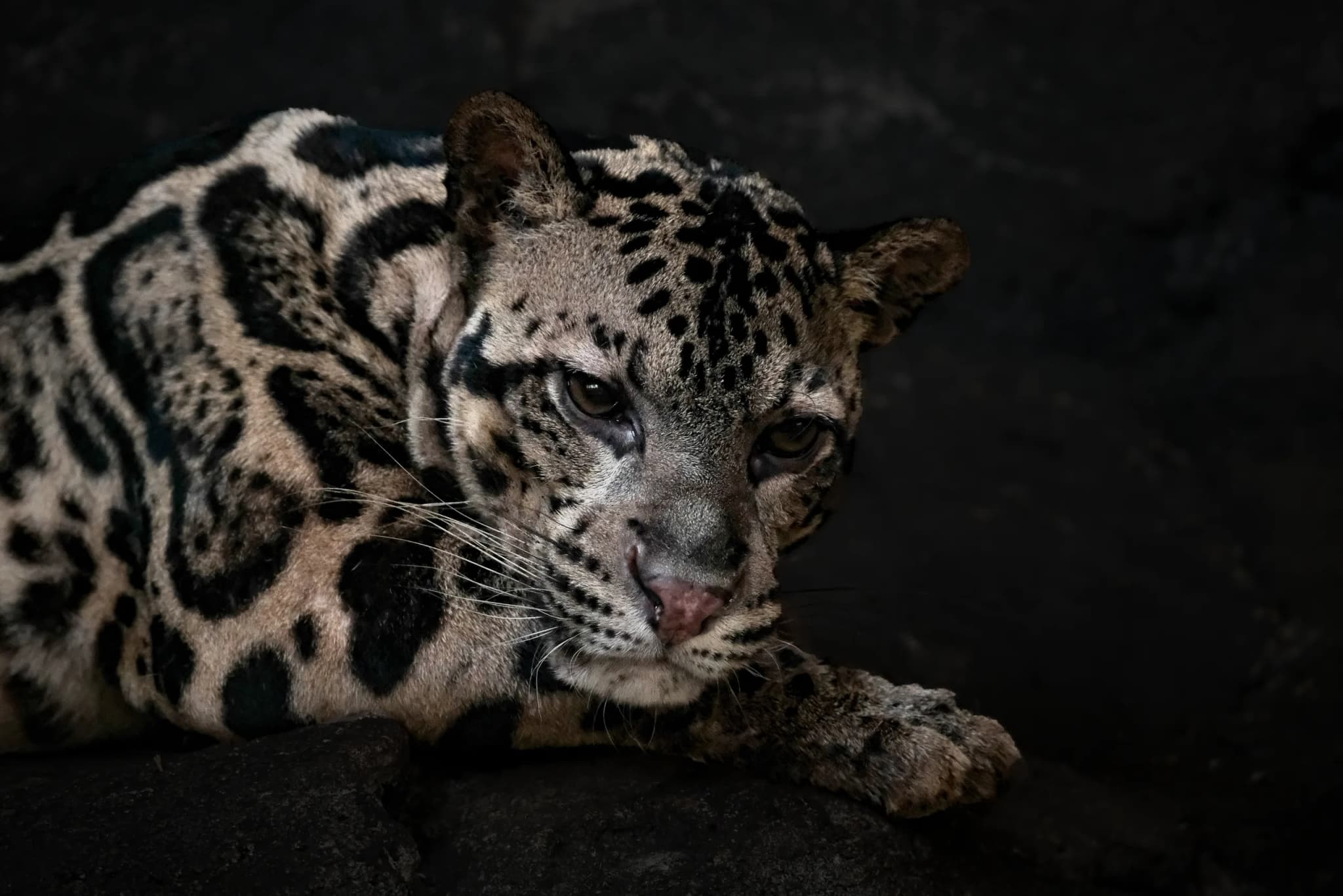 Clouded Leopard