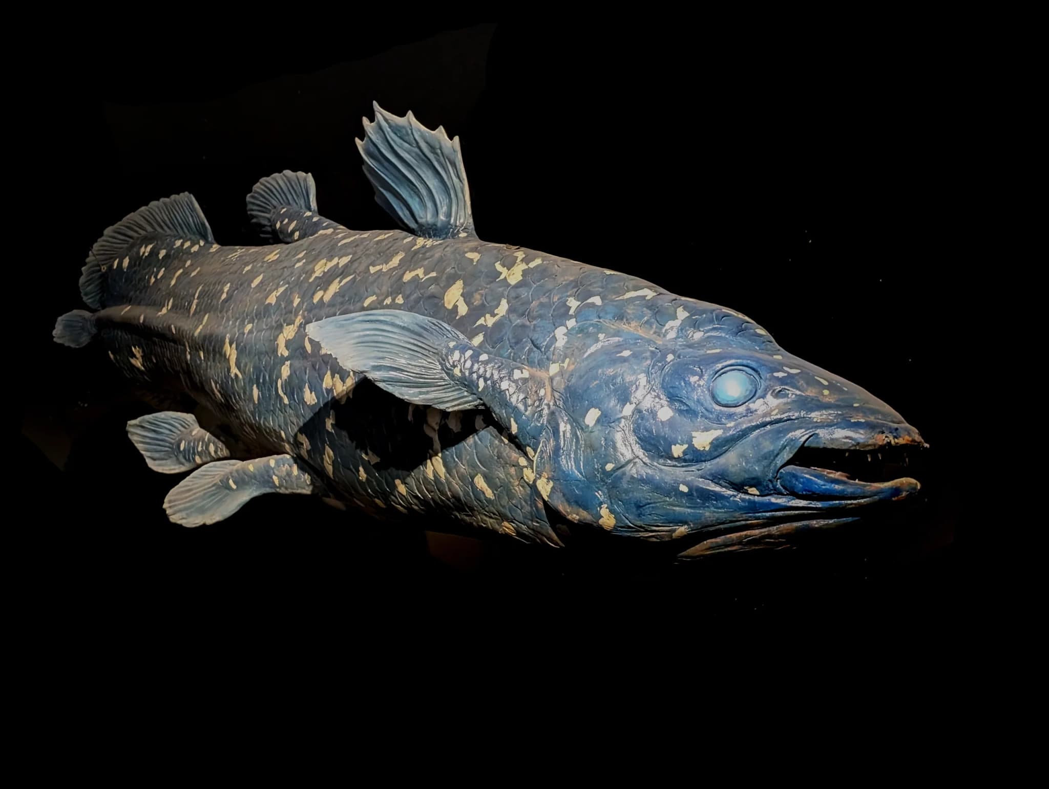 Coelacanth