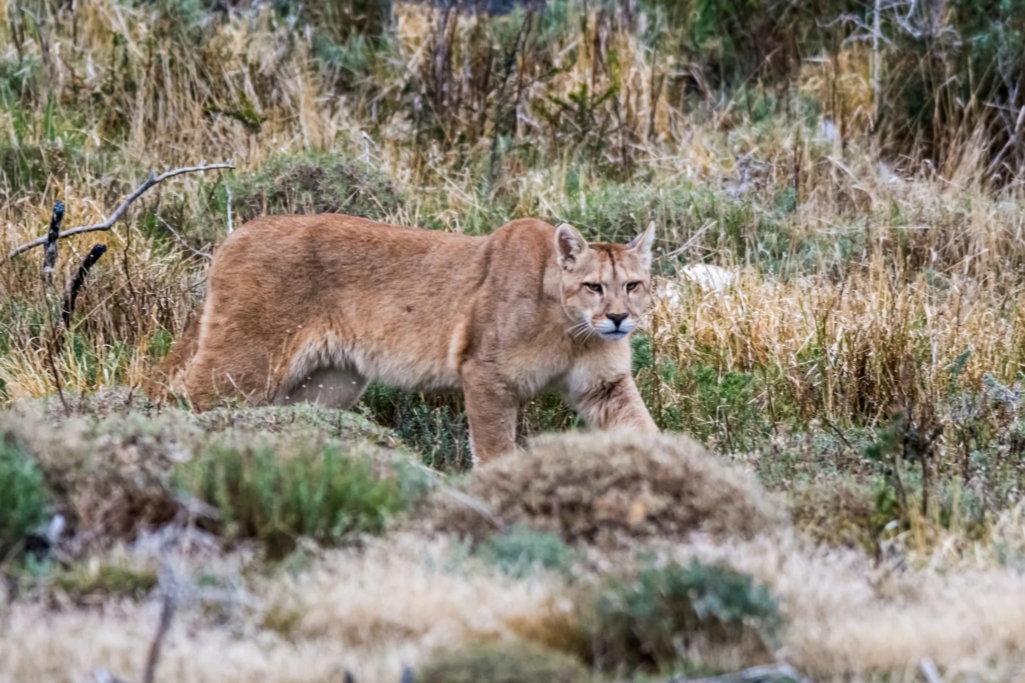 Cougar