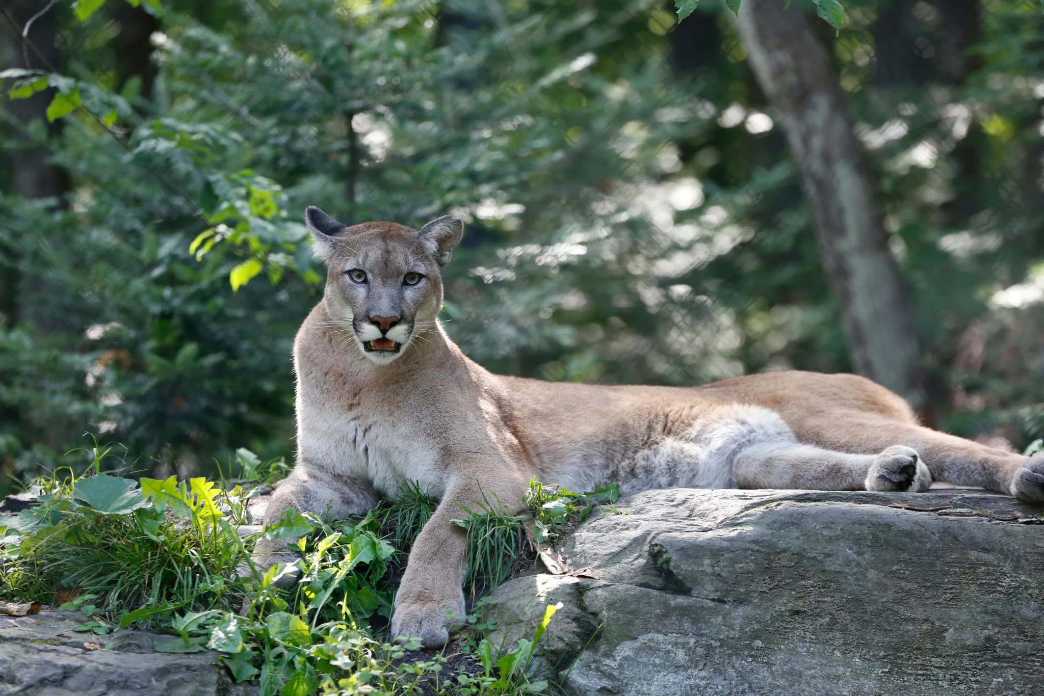Cougar