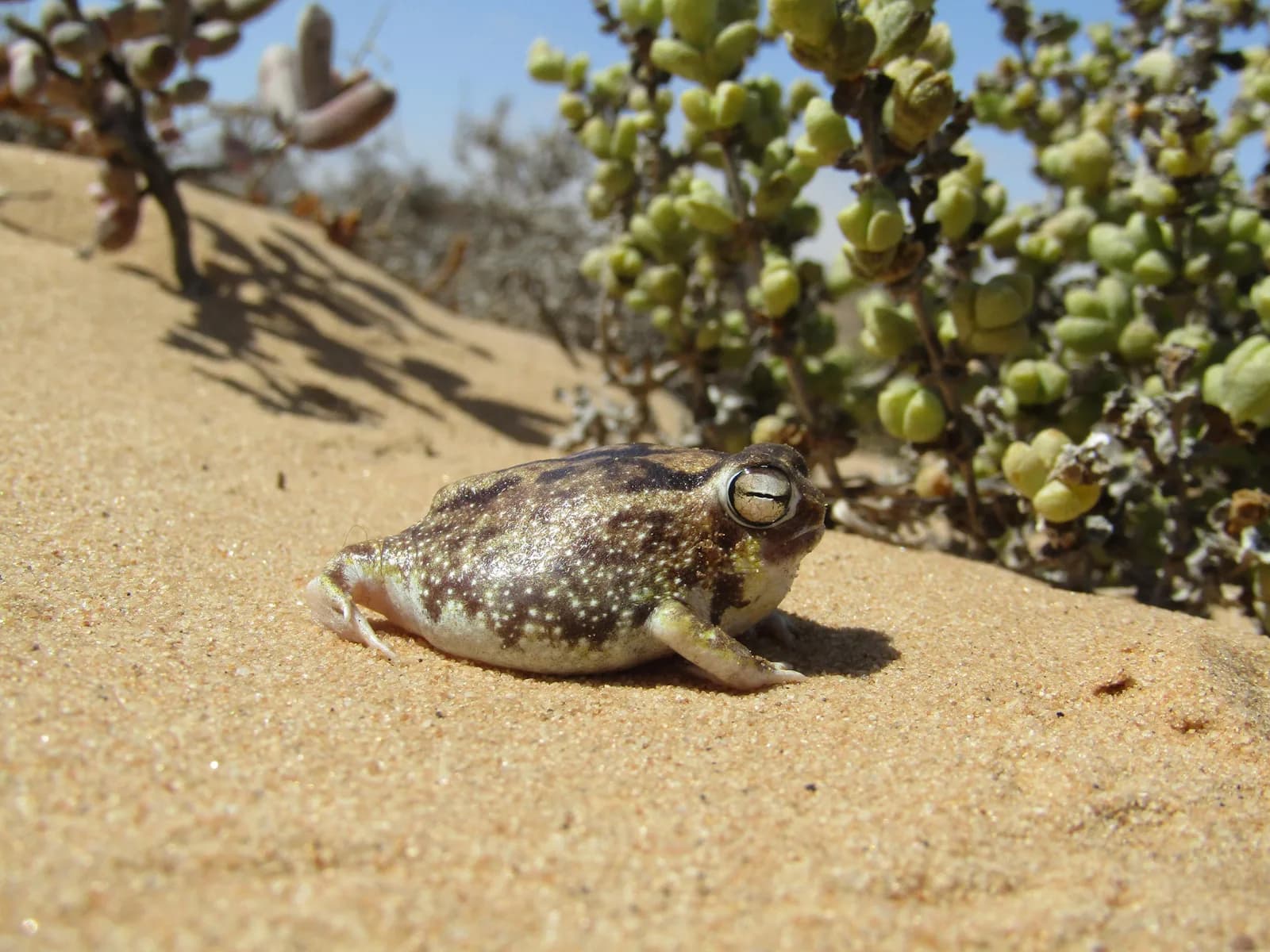 Desert Rain Frog