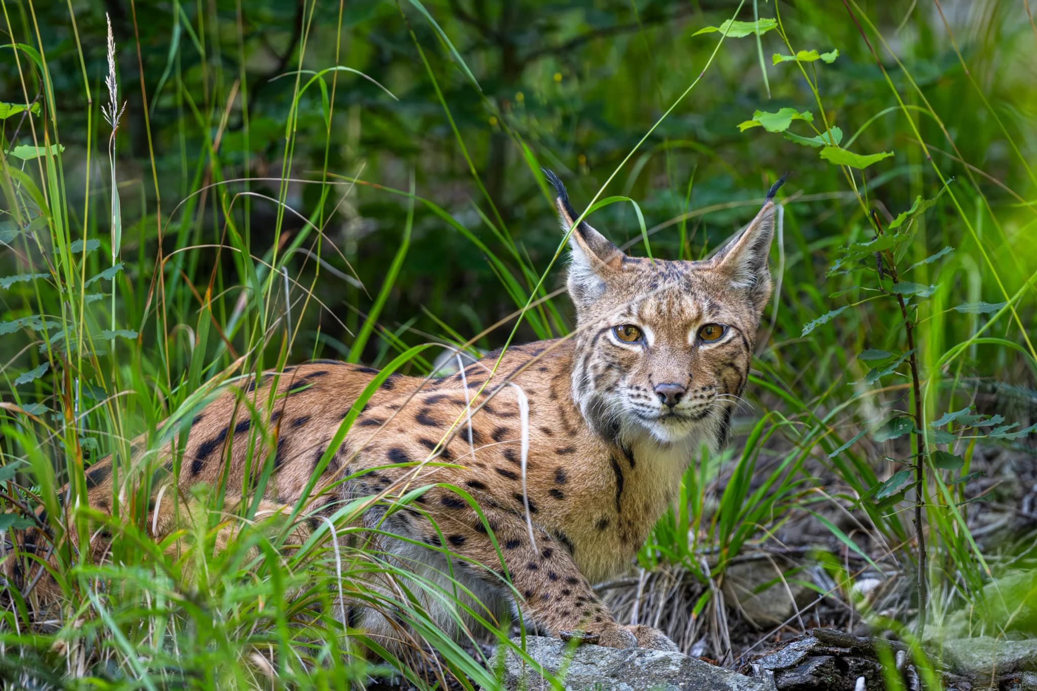 Eurasian Lynx