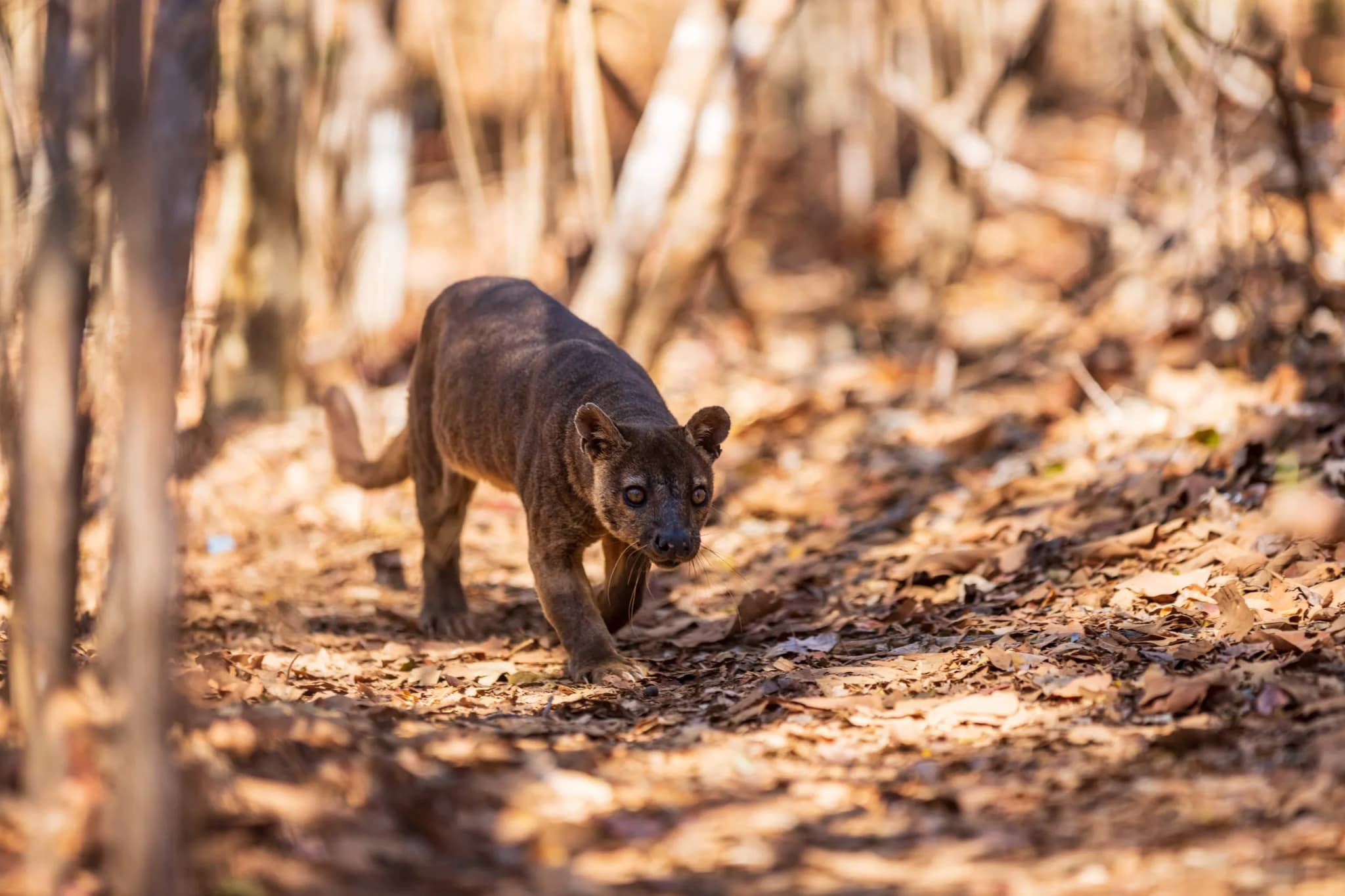 Fossa