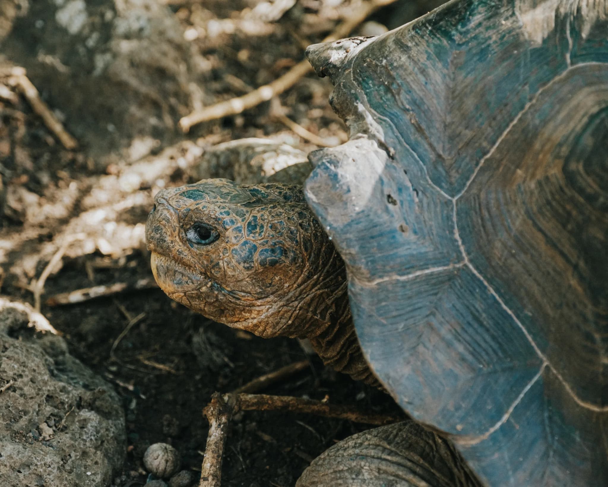 Galapagos Tortoise