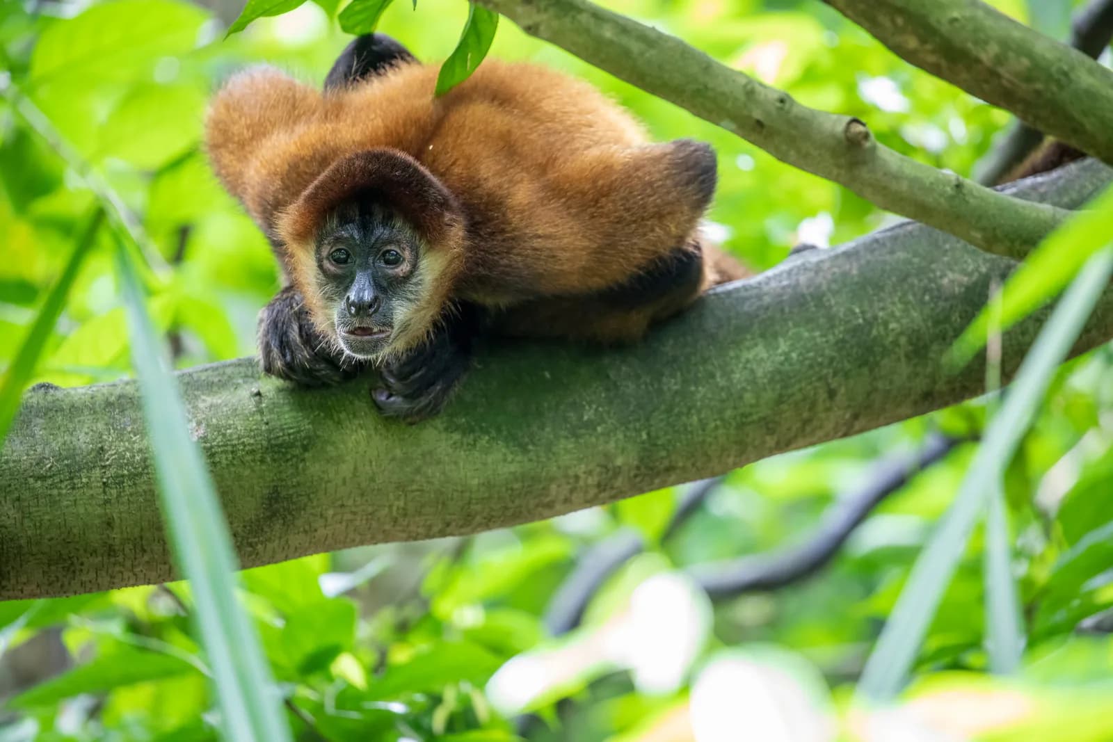 Geoffroy's Spider Monkey