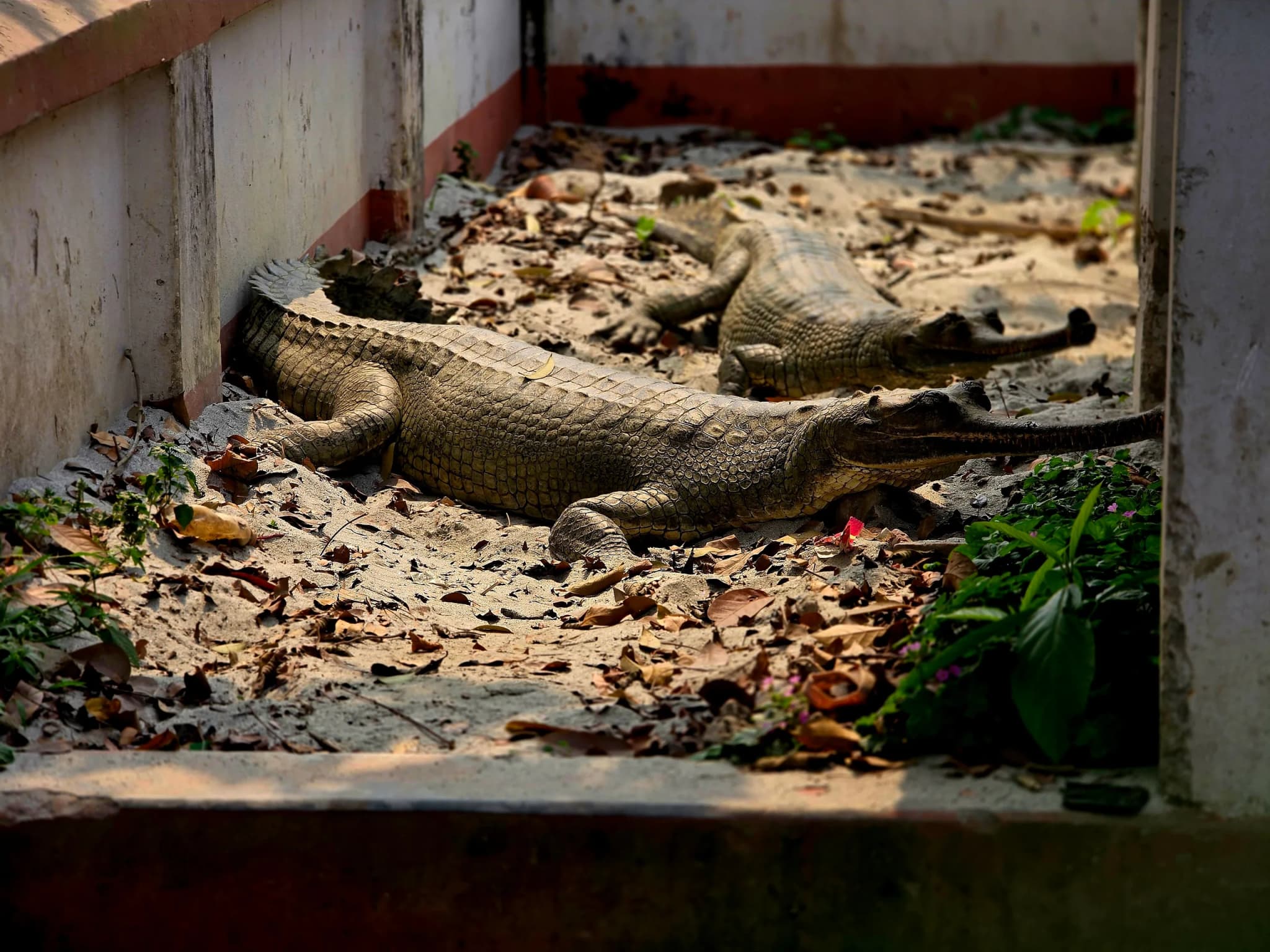 Gharial