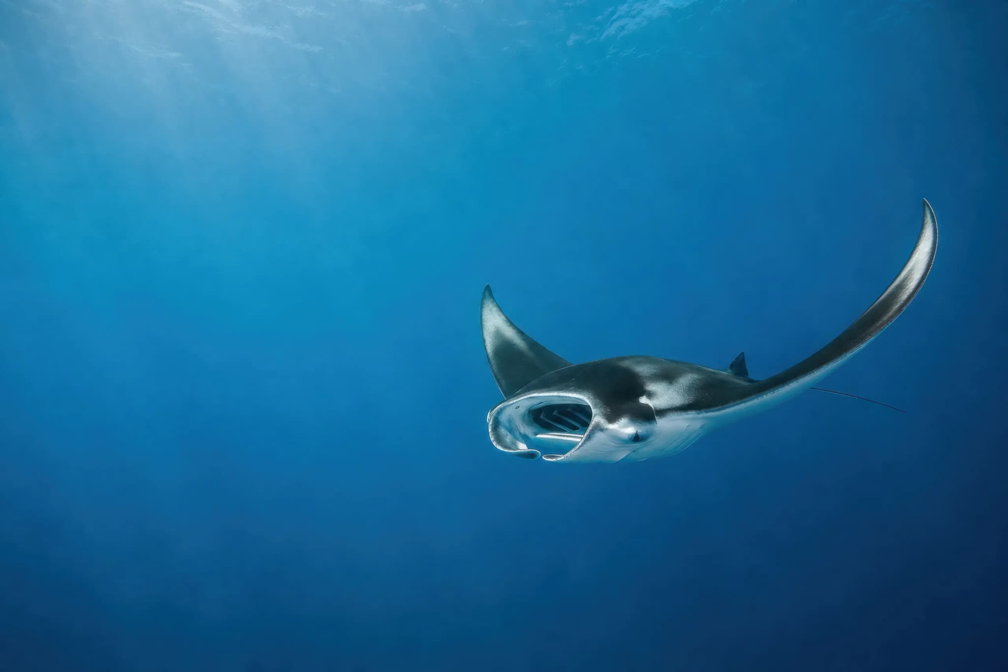 Giant Manta Ray