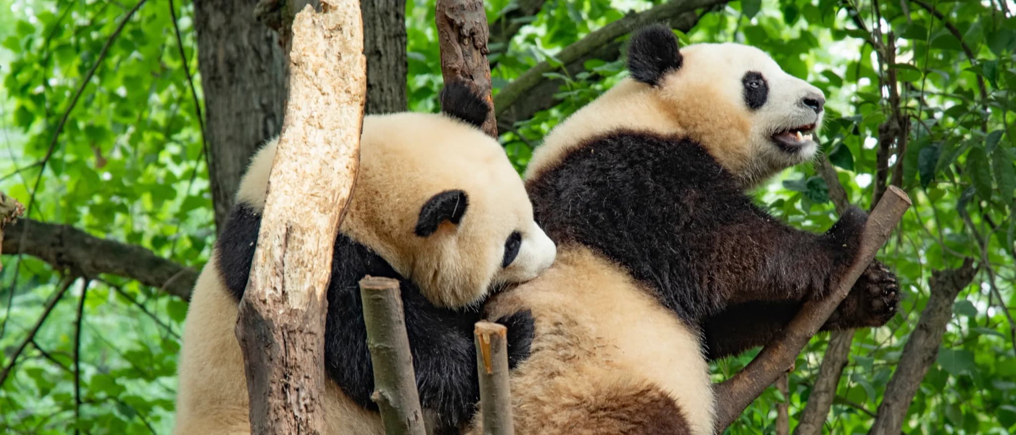 Giant Panda