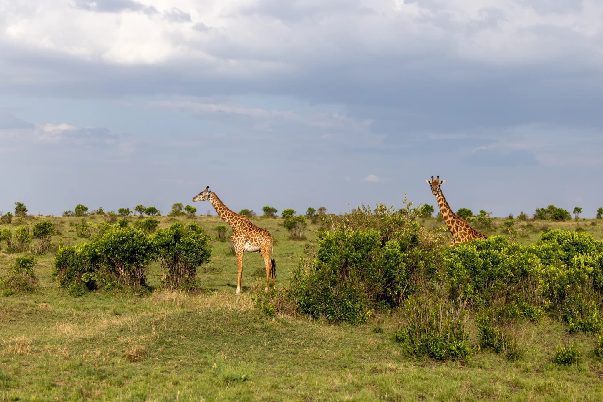 Giraffe