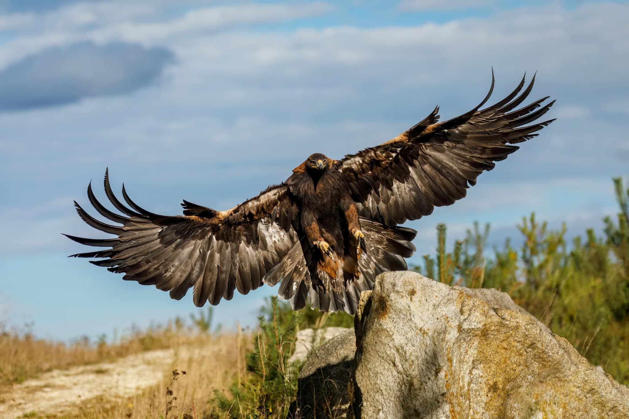 Golden Eagle