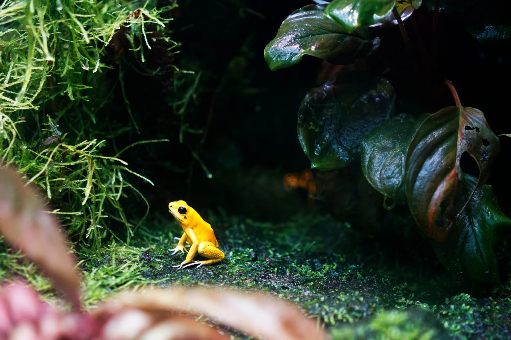 Golden Poison Frog