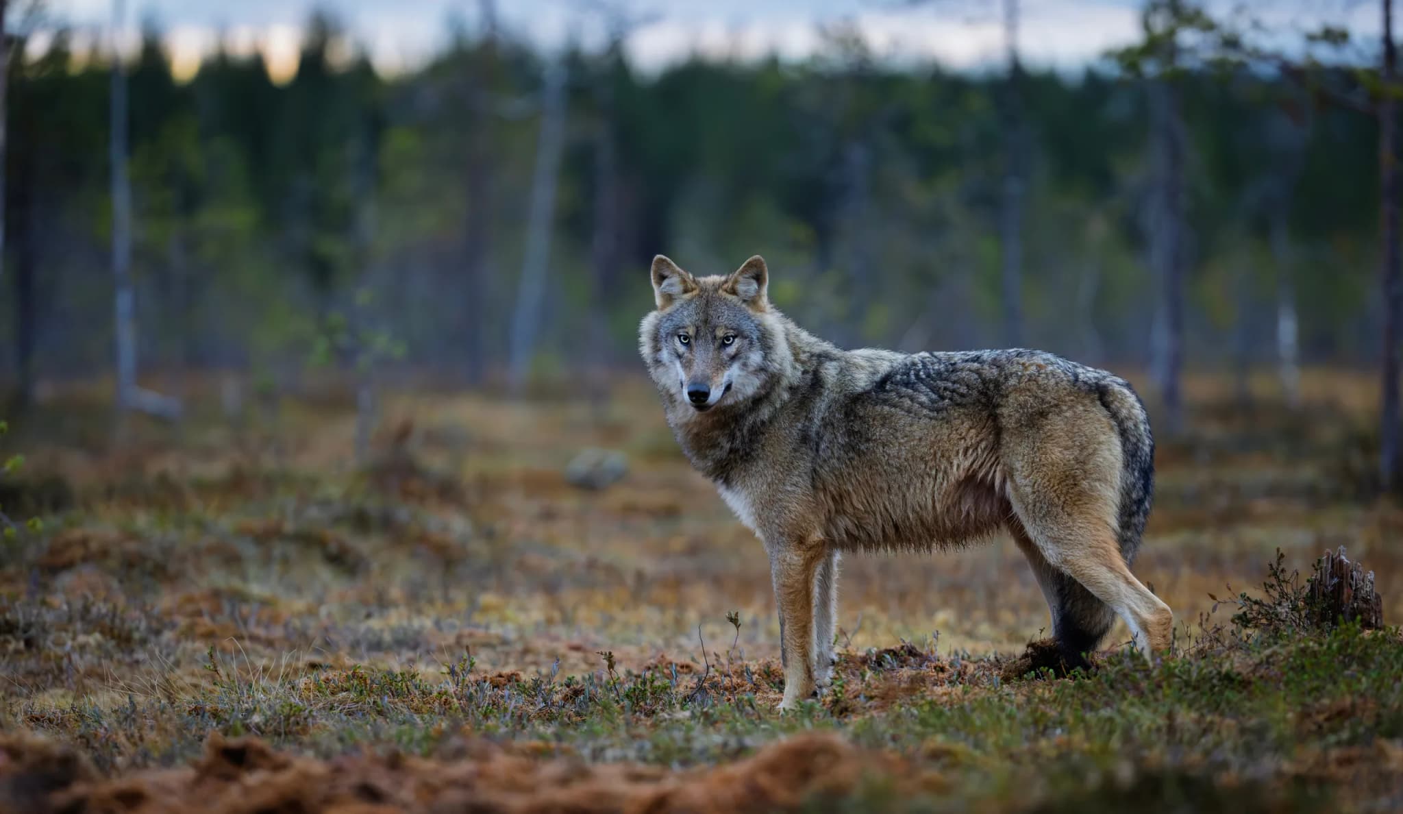 Gray Wolf