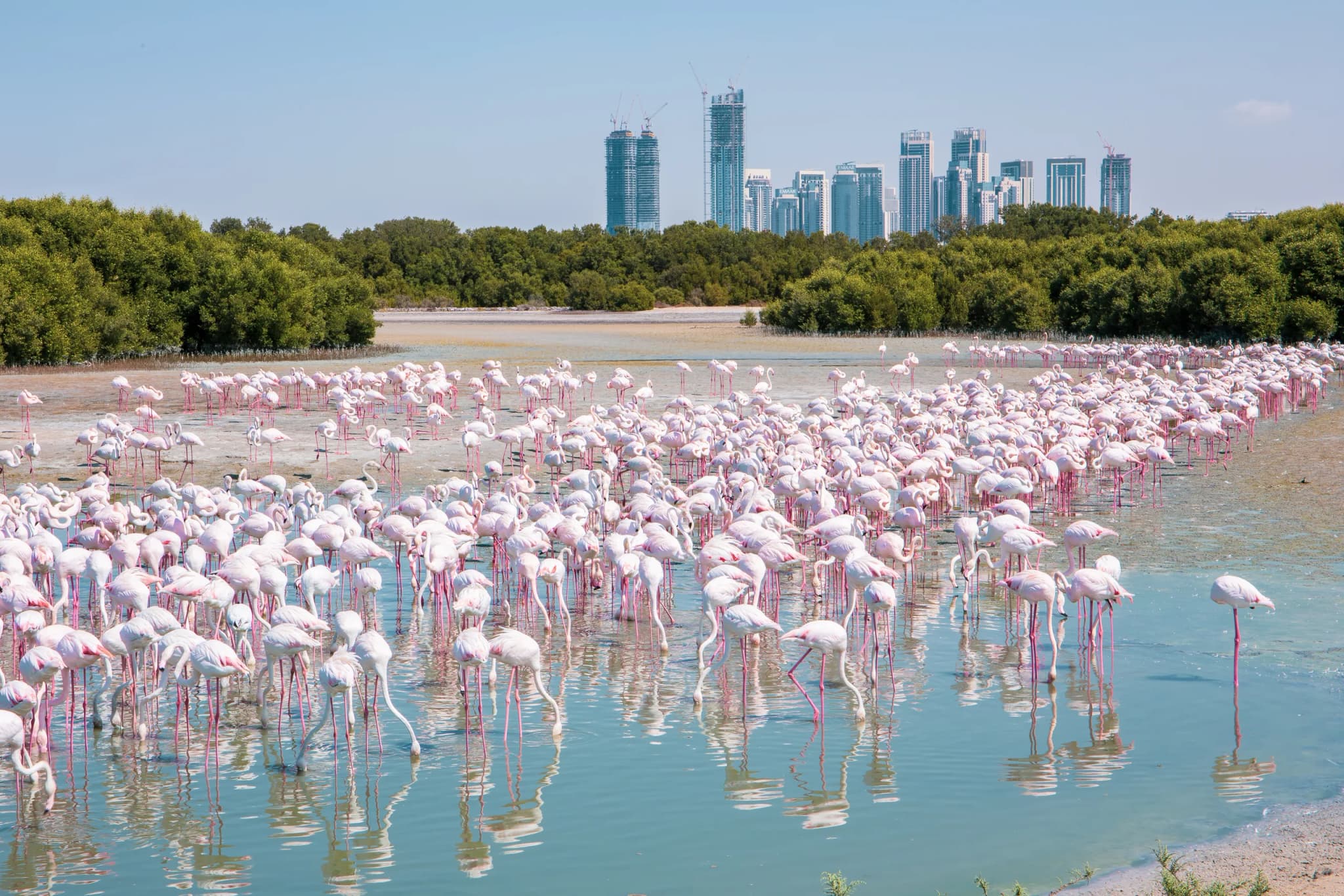 Greater Flamingo