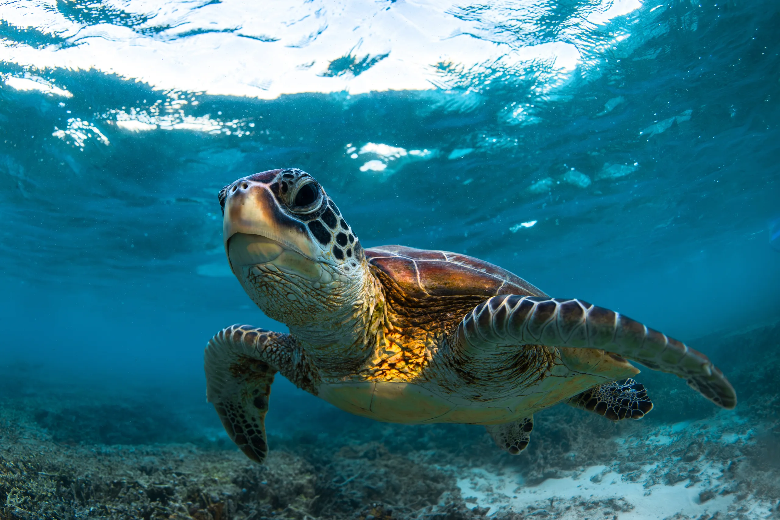 Green Sea Turtle