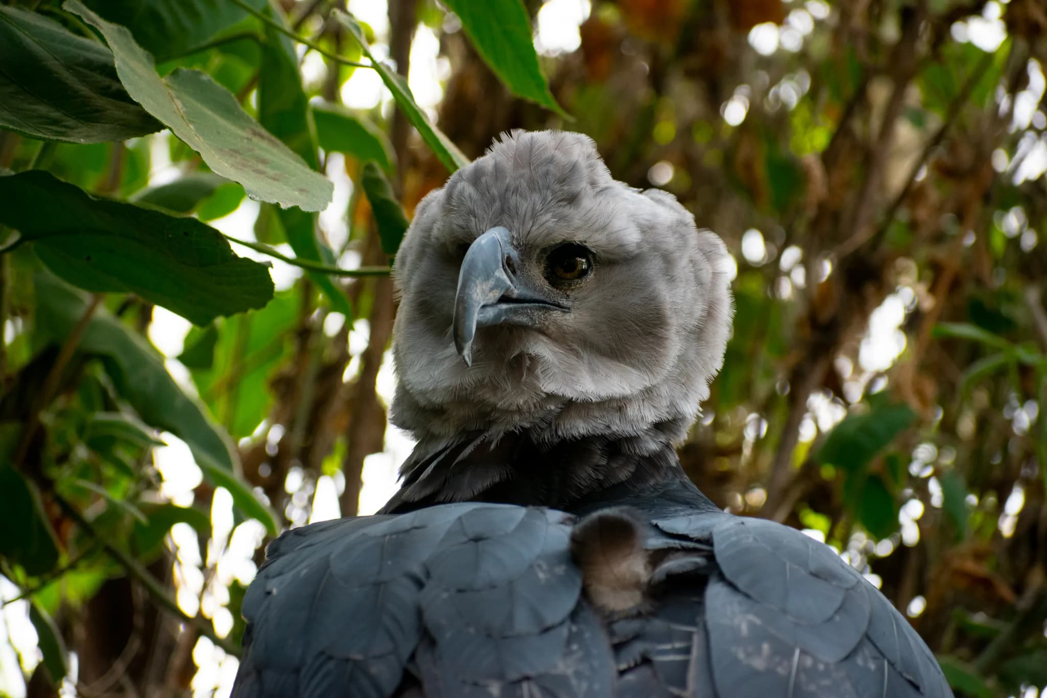 Harpy Eagle