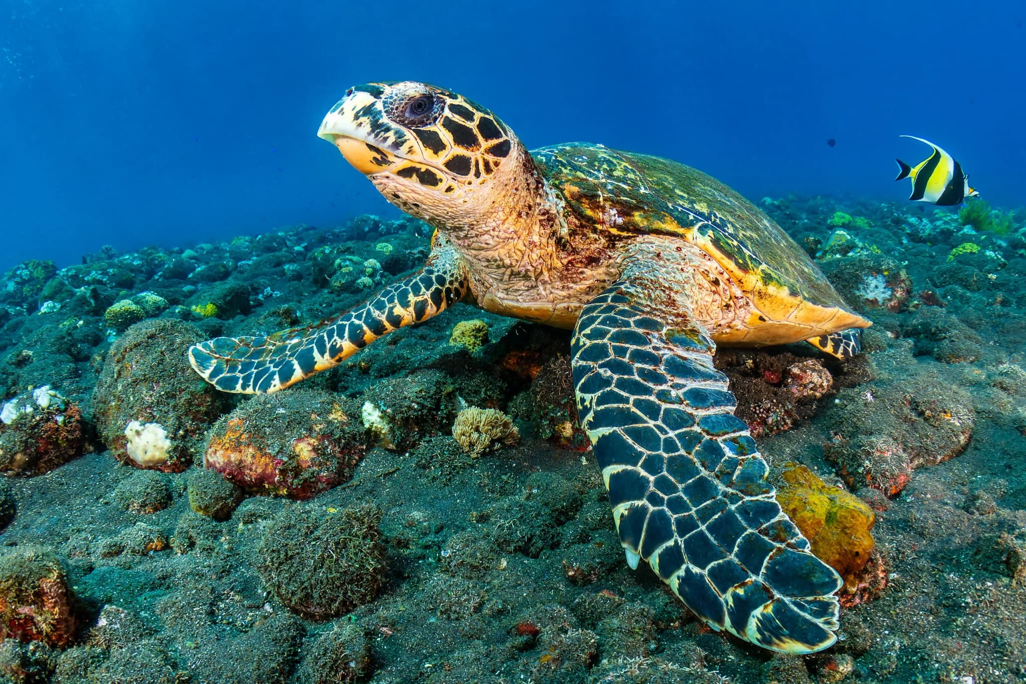 Hawksbill Turtle