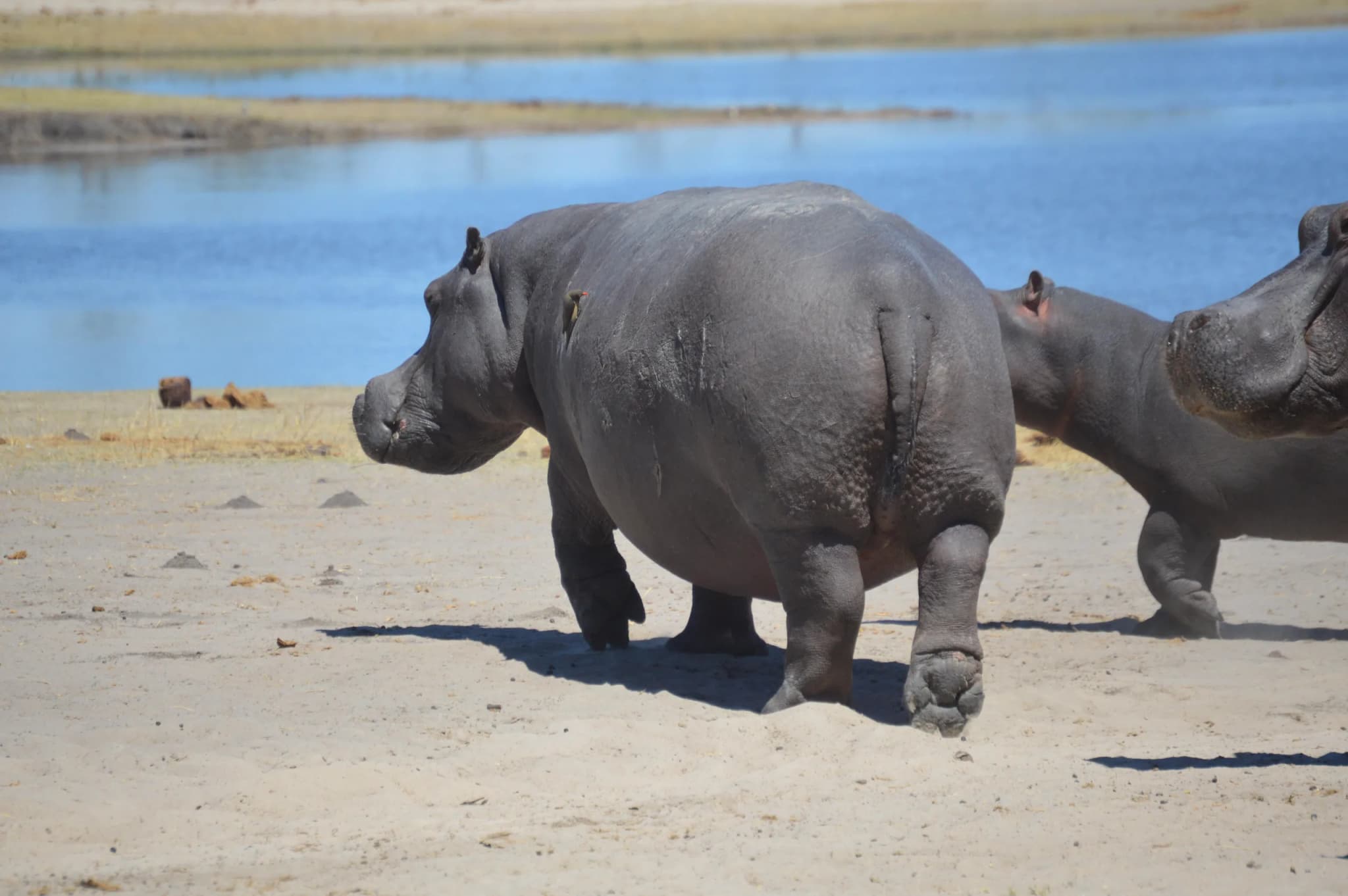 Hippopotamus