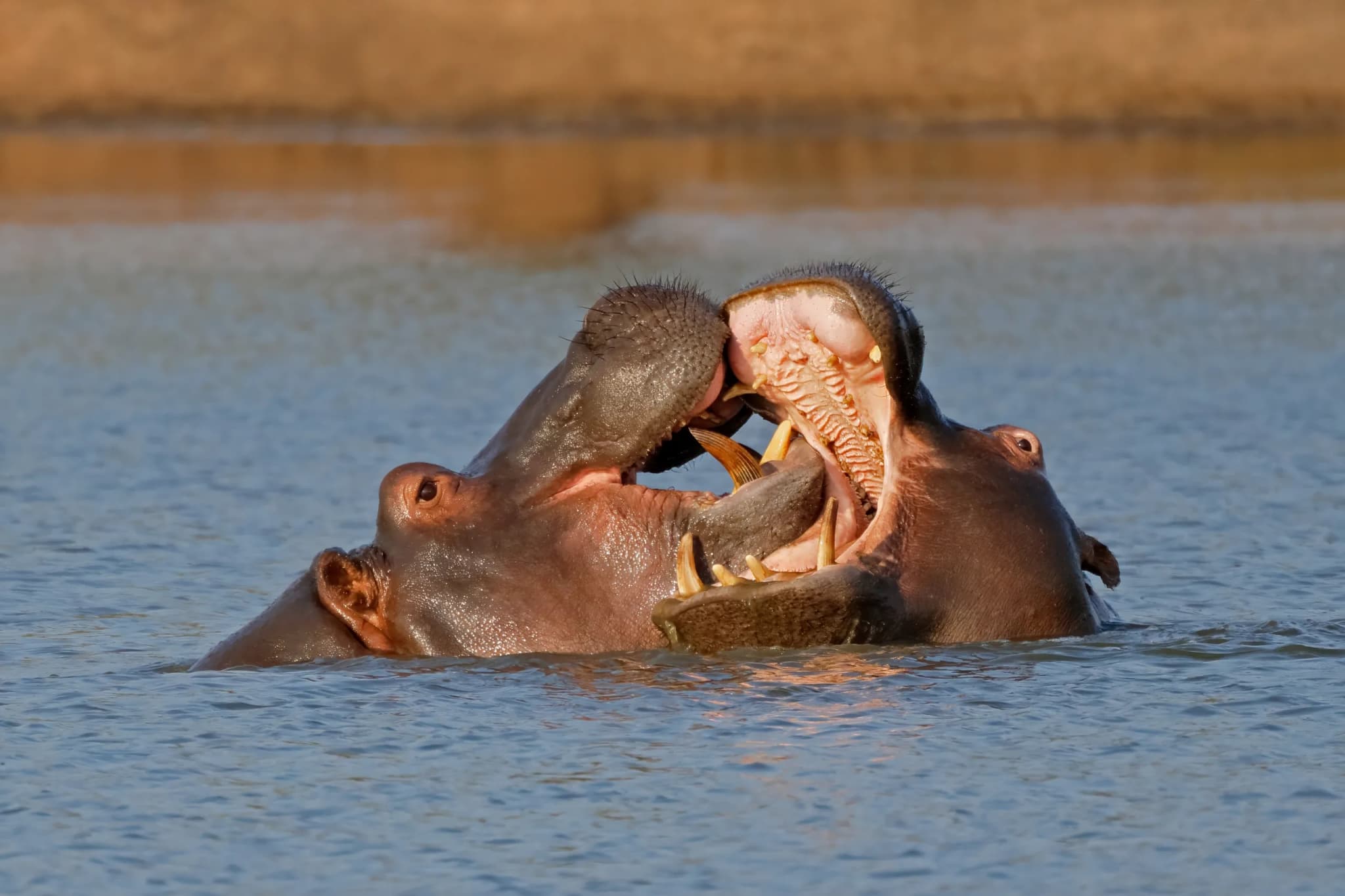 Hippopotamus