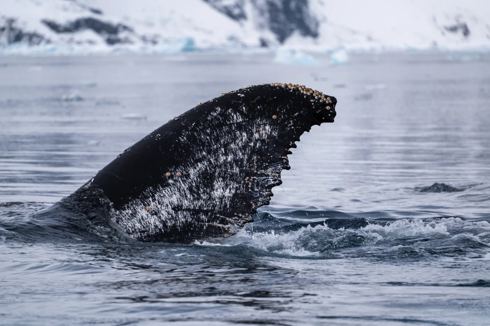 Humpback Whale