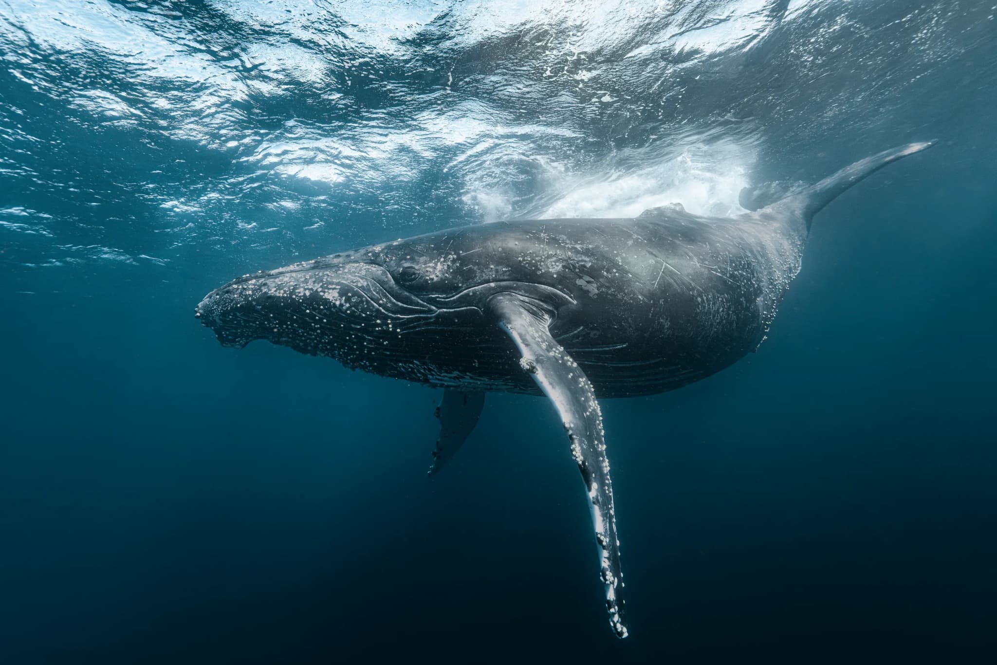 Humpback Whale