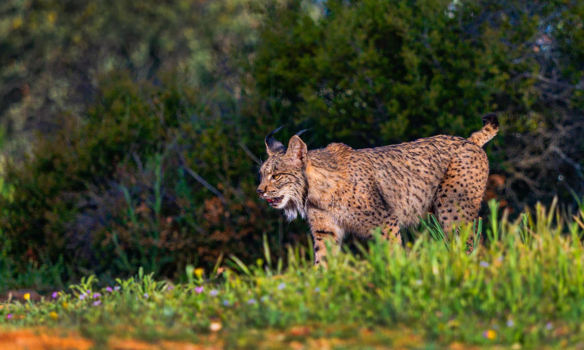 Iberian Lynx