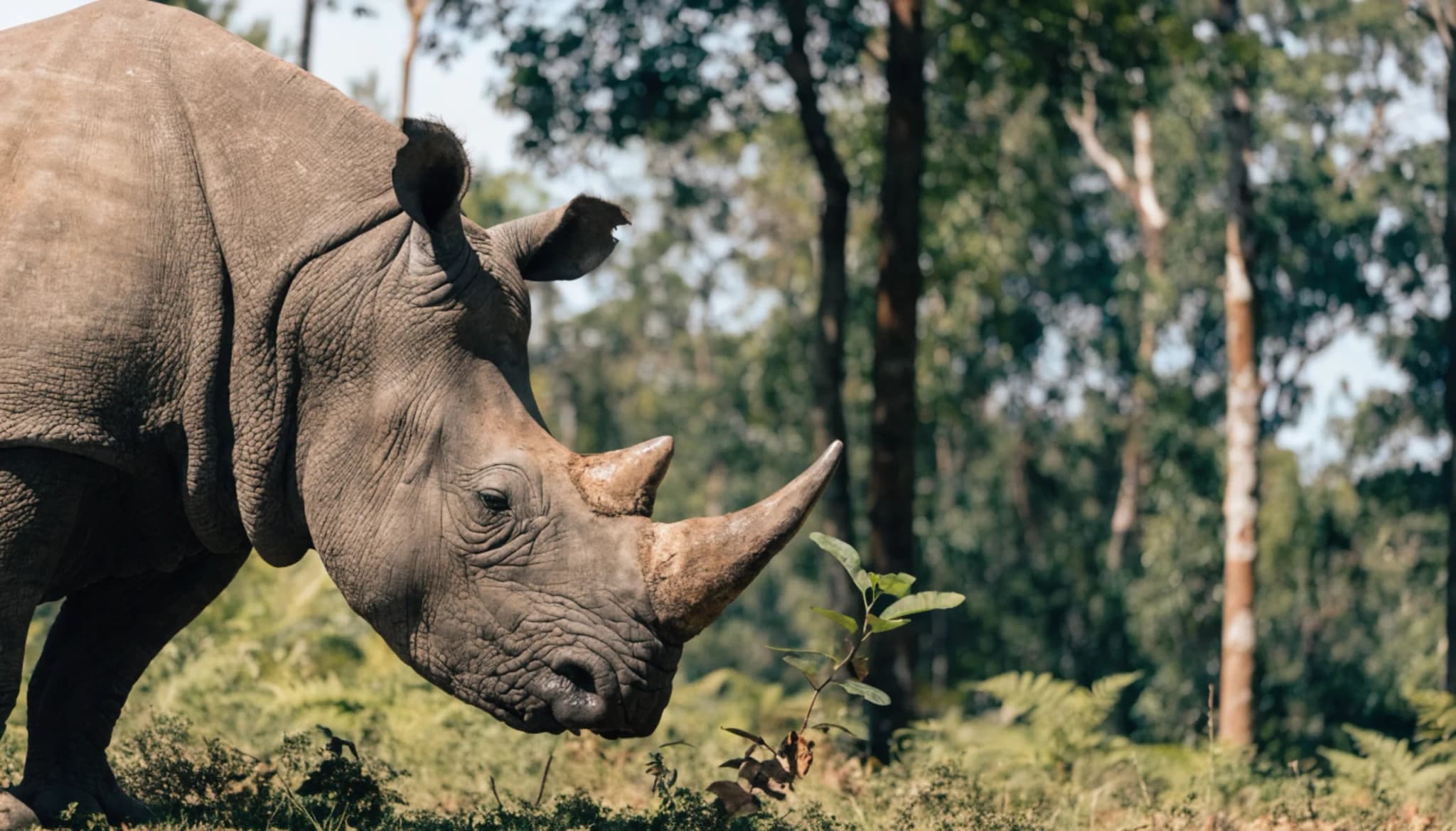 Javan Rhinoceros