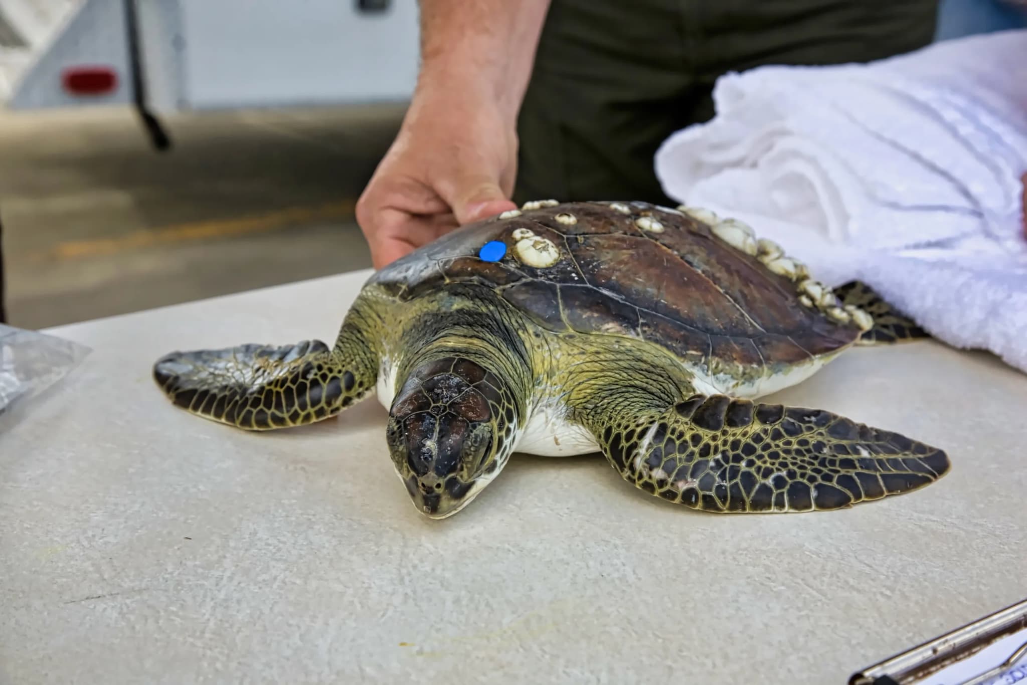 Kemp's Ridley Turtle