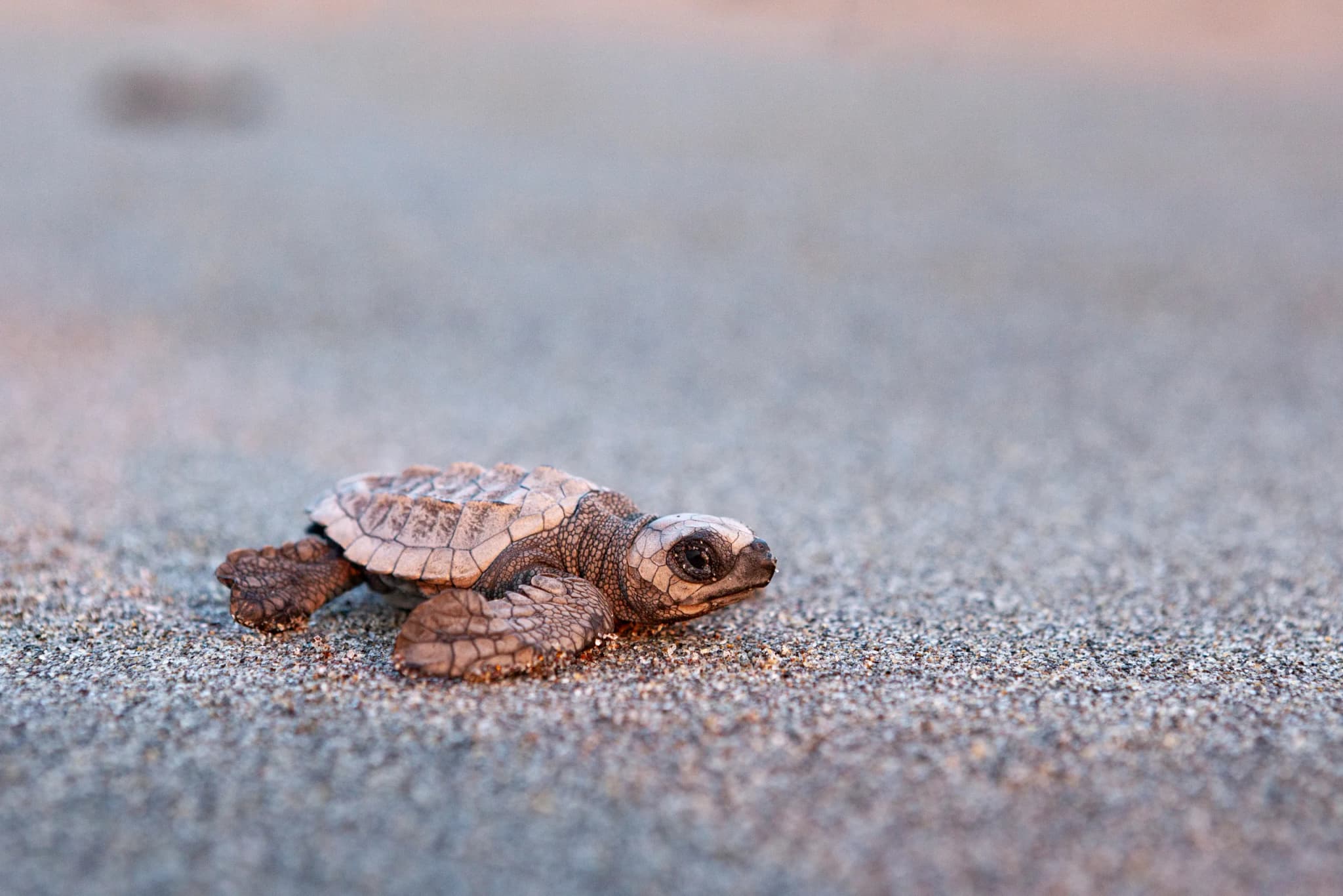 Kemp's Ridley Turtle