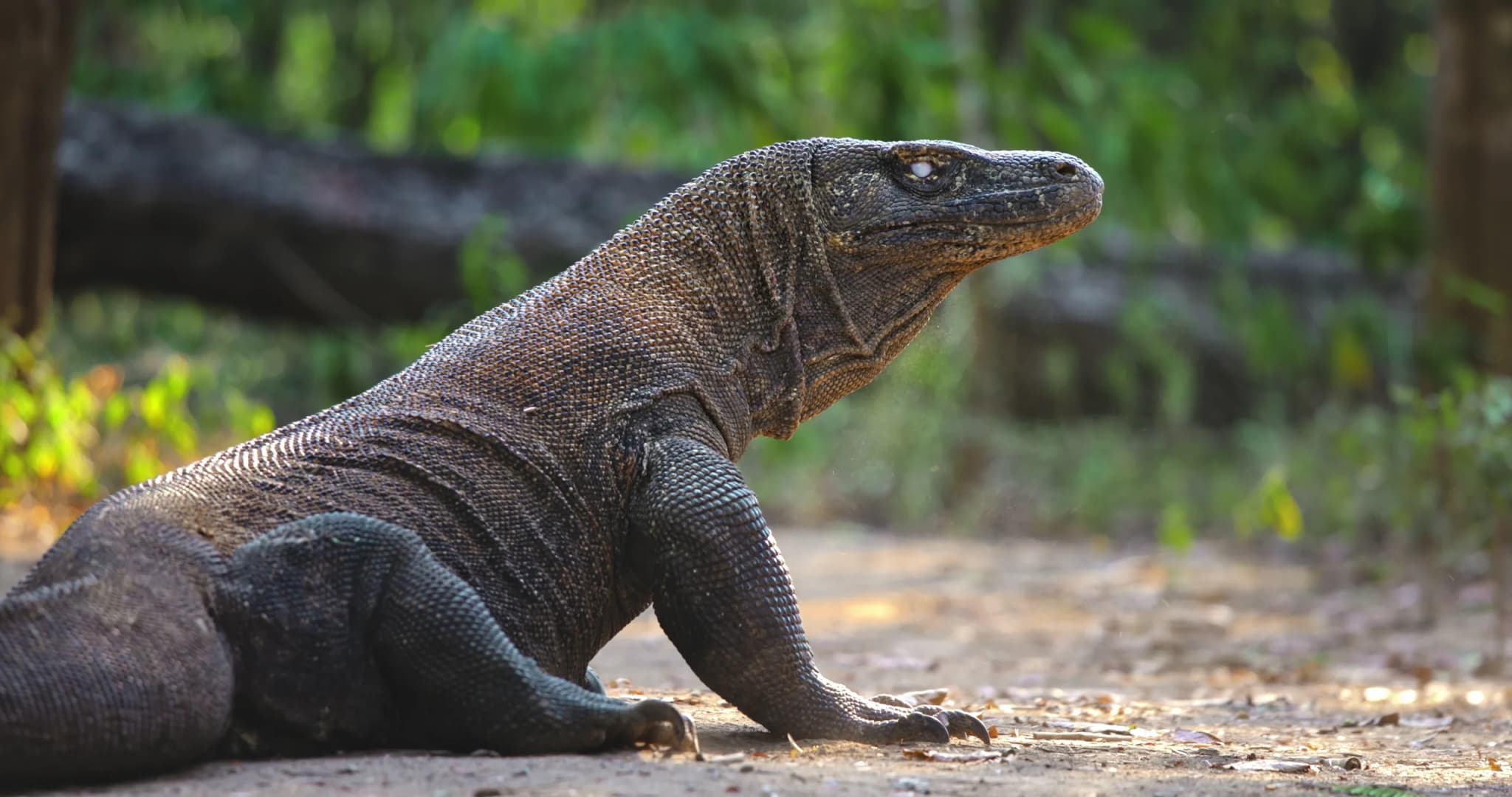 Komodo Dragon