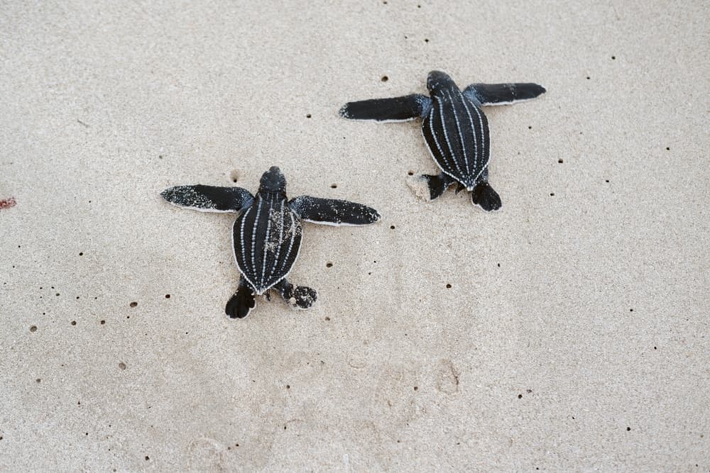 Leatherback Turtle