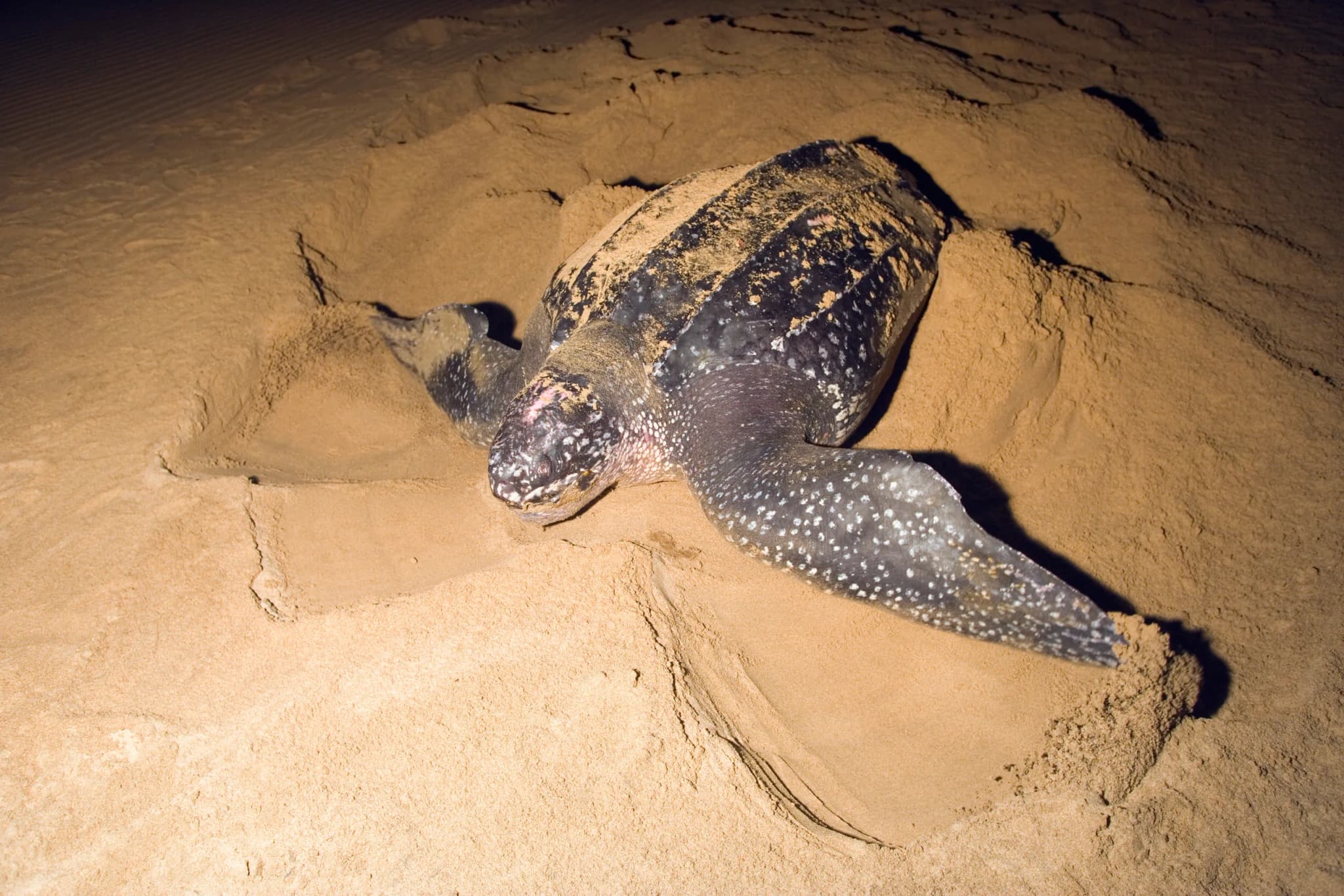 Leatherback Turtle