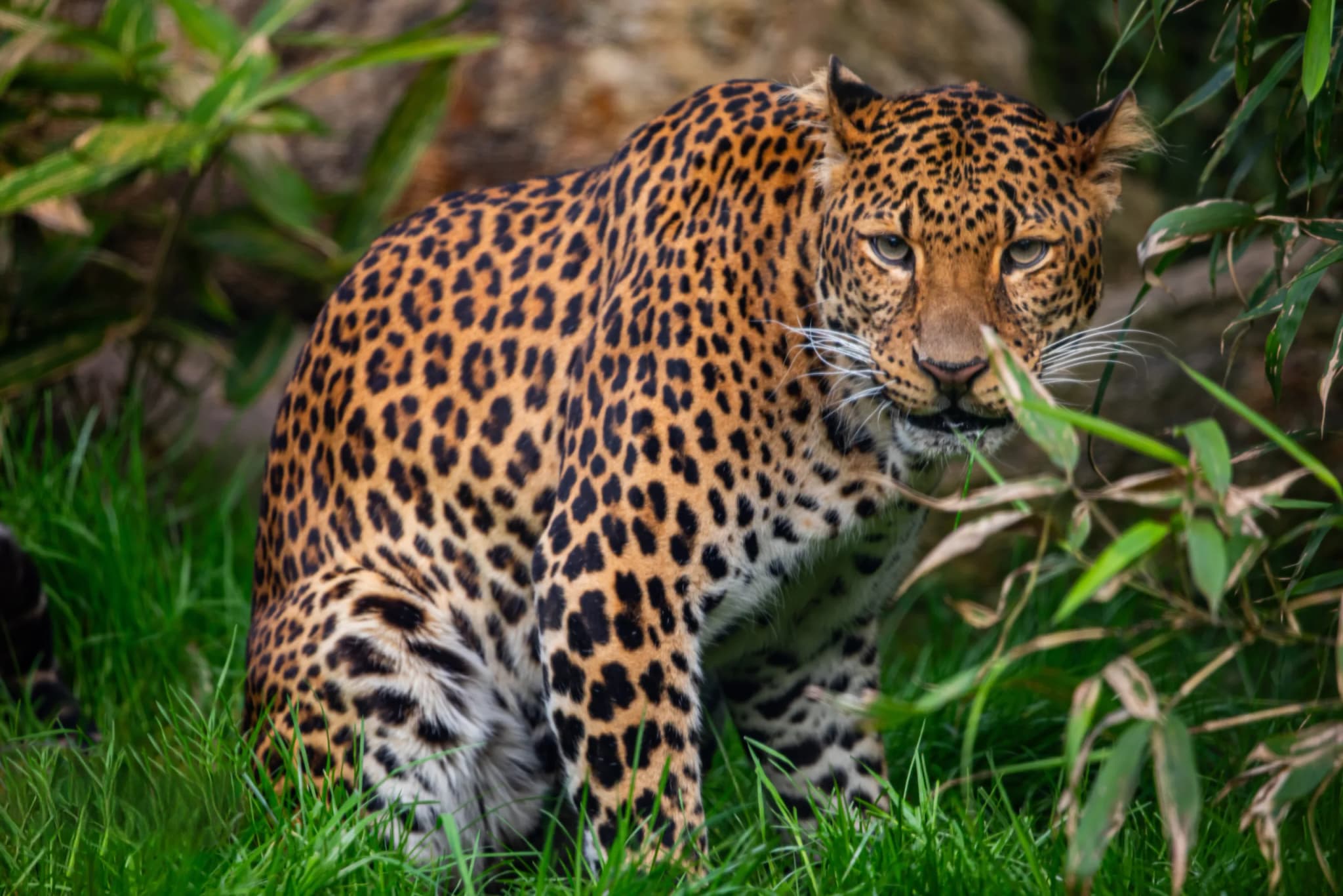 Leopard