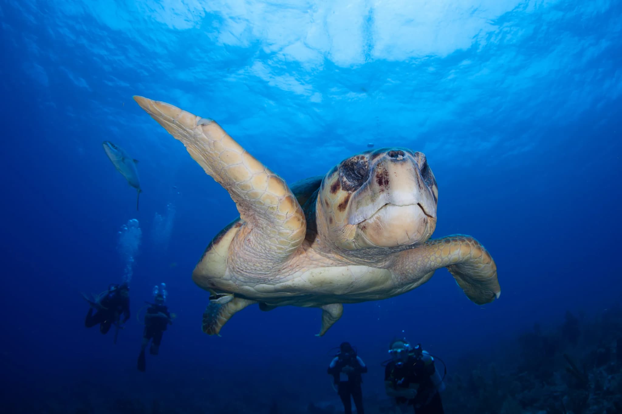 Loggerhead Turtle
