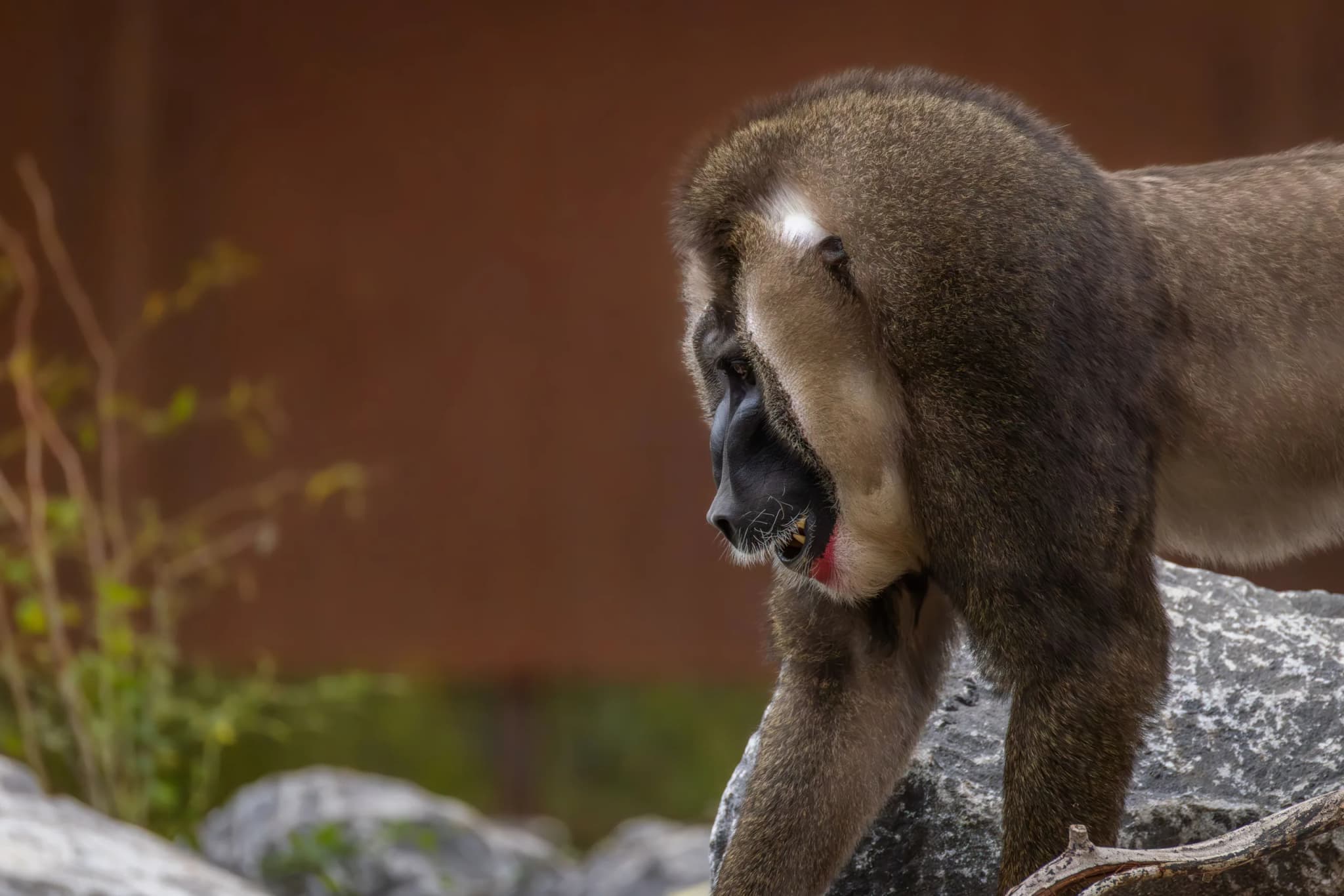 Mandrill