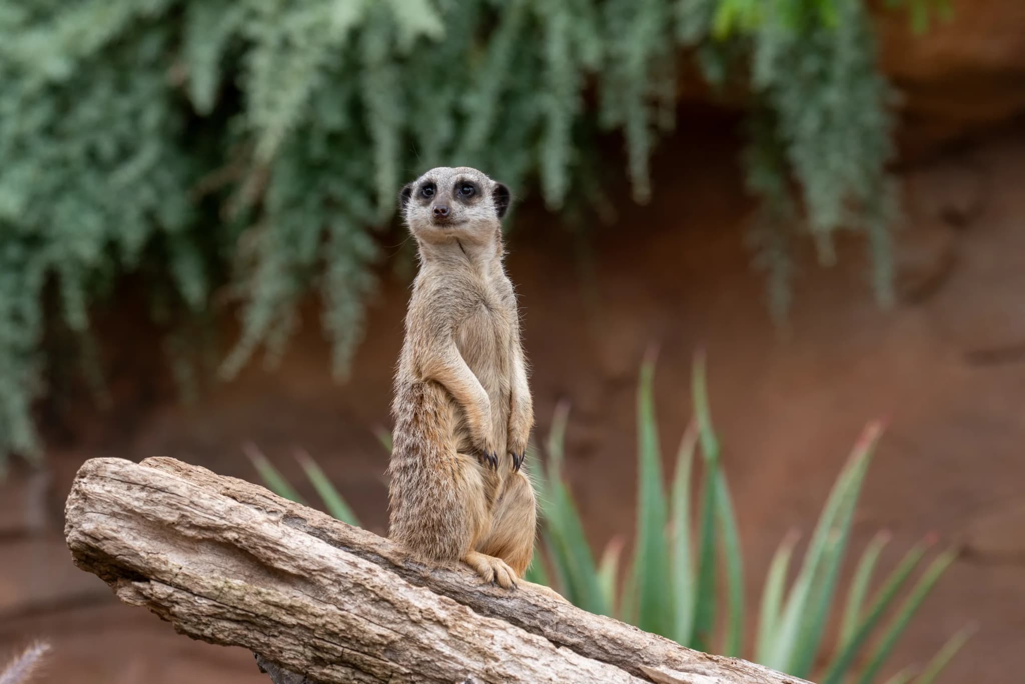 Meerkat